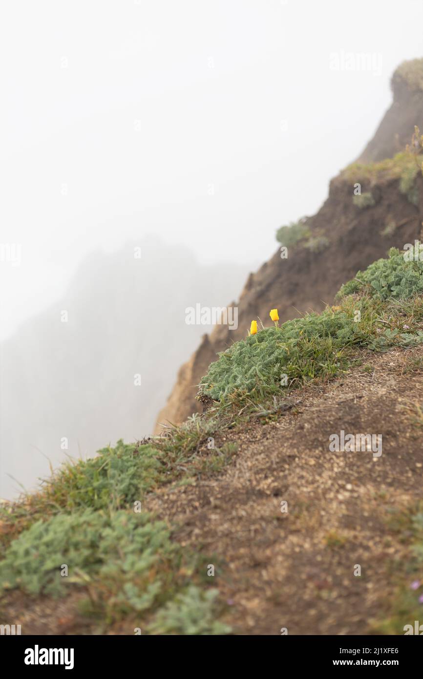 Deux fleurs de pavot de Californie au bord d'une falaise dans le brouillard à Bodega Head en Californie, États-Unis. Banque D'Images