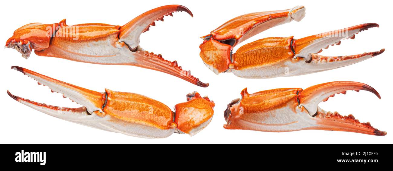 Lobster claw isolé sur fond blanc Banque D'Images