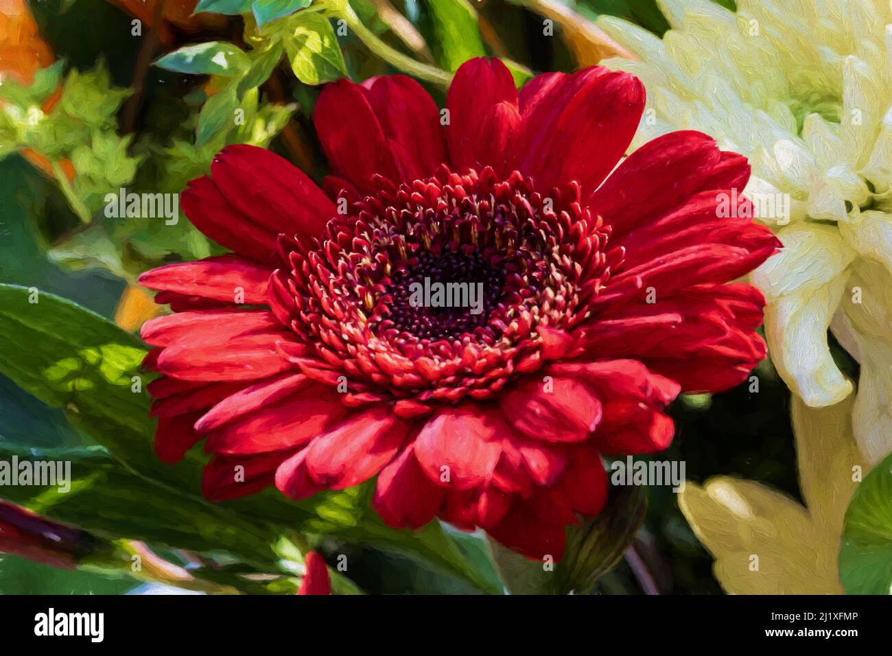 Peinture numérique des fleurs d'Aster rouge en fleur avec une faible profondeur de champ. Banque D'Images