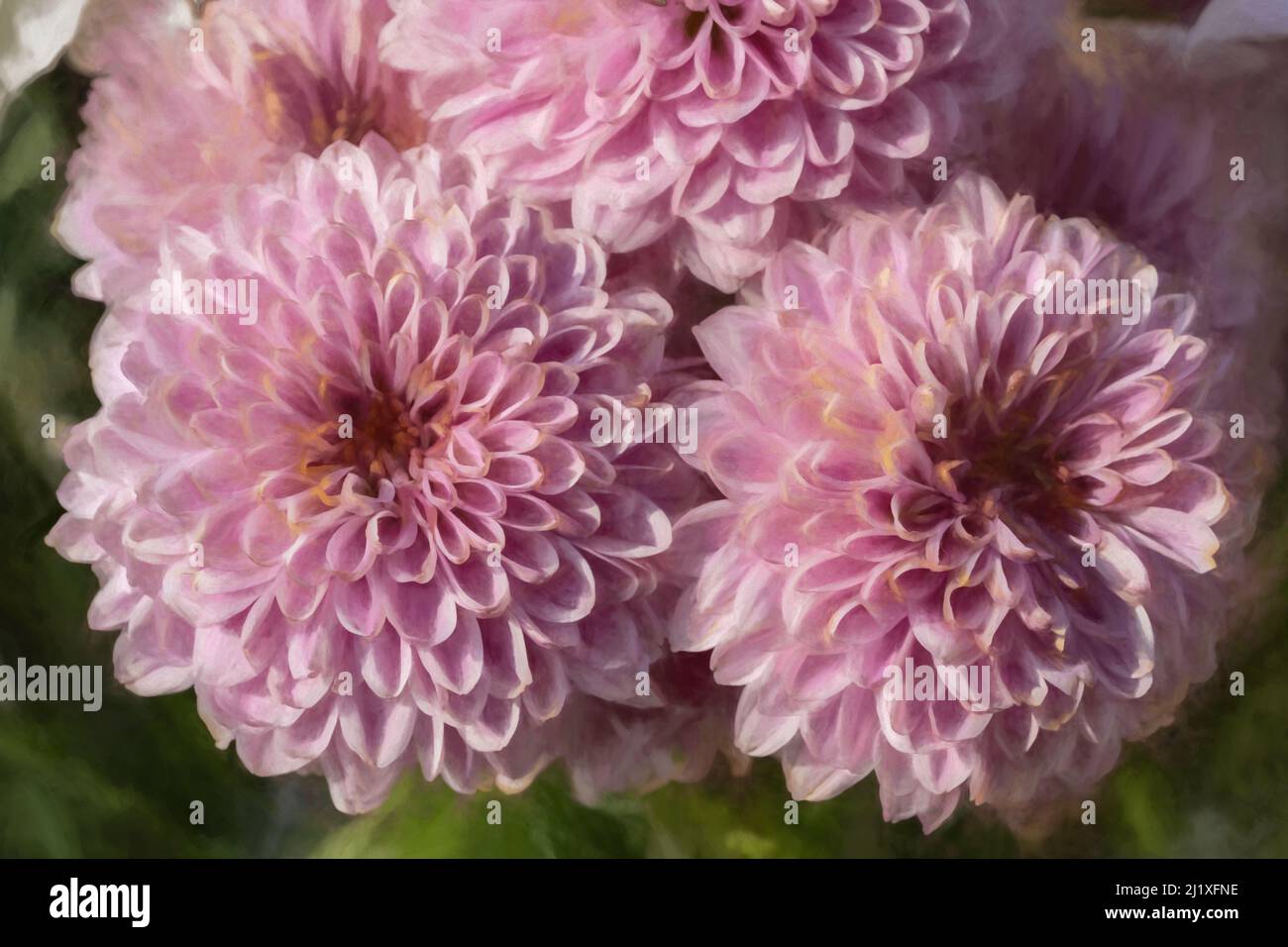 Peinture numérique de fleurs de Chrysanthemum rose en fleur avec une faible profondeur de champ. Banque D'Images