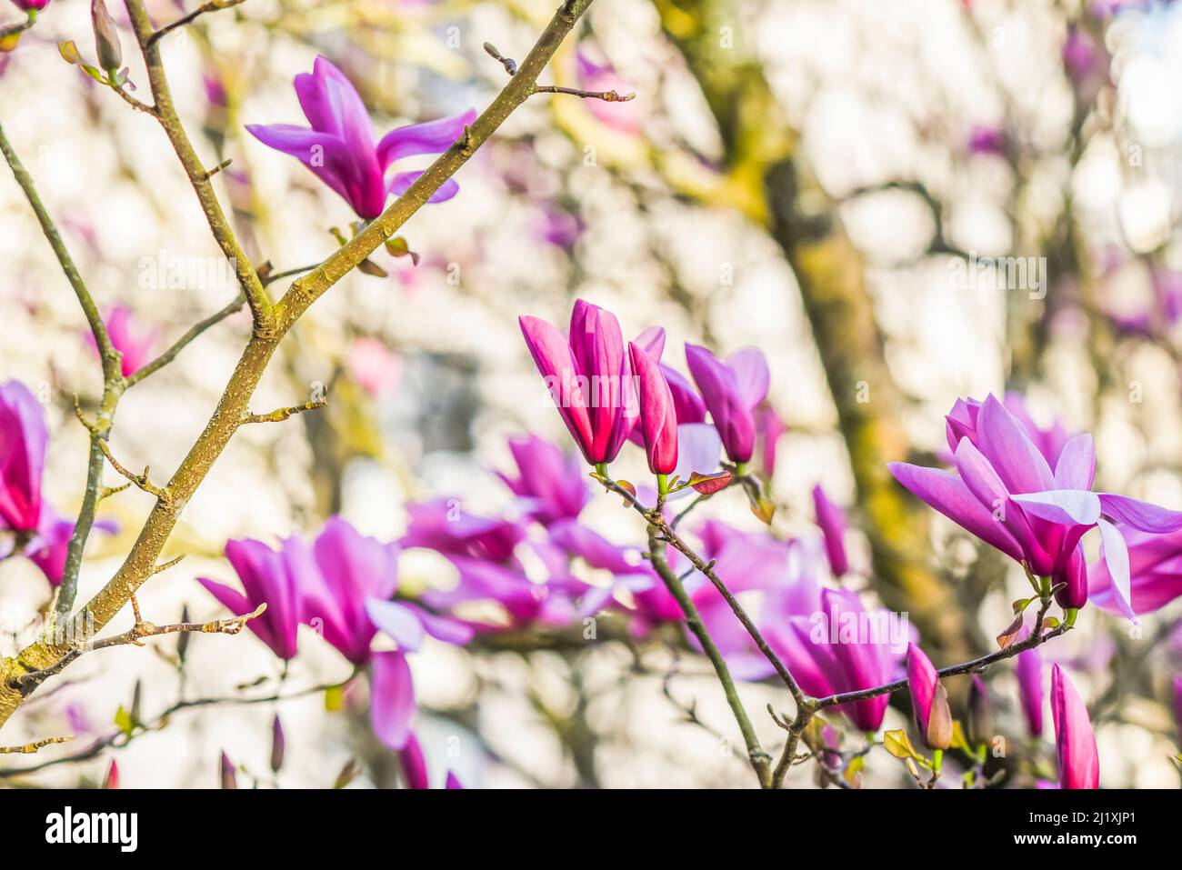 Magnifique magnolia en fleurs dans un jardin de printemps, foyer sélectif. Banque D'Images
