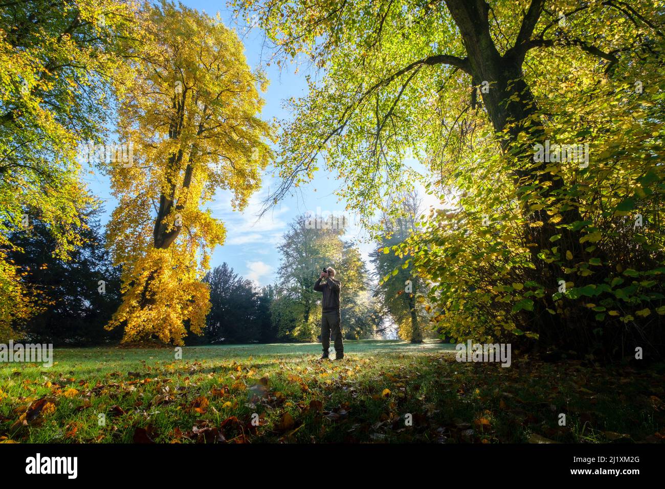 Westonbirt, Royaume-Uni. L'arboretum national de Westonbirt, où les arbres se sont transformés à des couleurs automnales étonnantes et où les membres du public aiment marcher et prendre des photos sous le soleil lumineux du matin. Banque D'Images