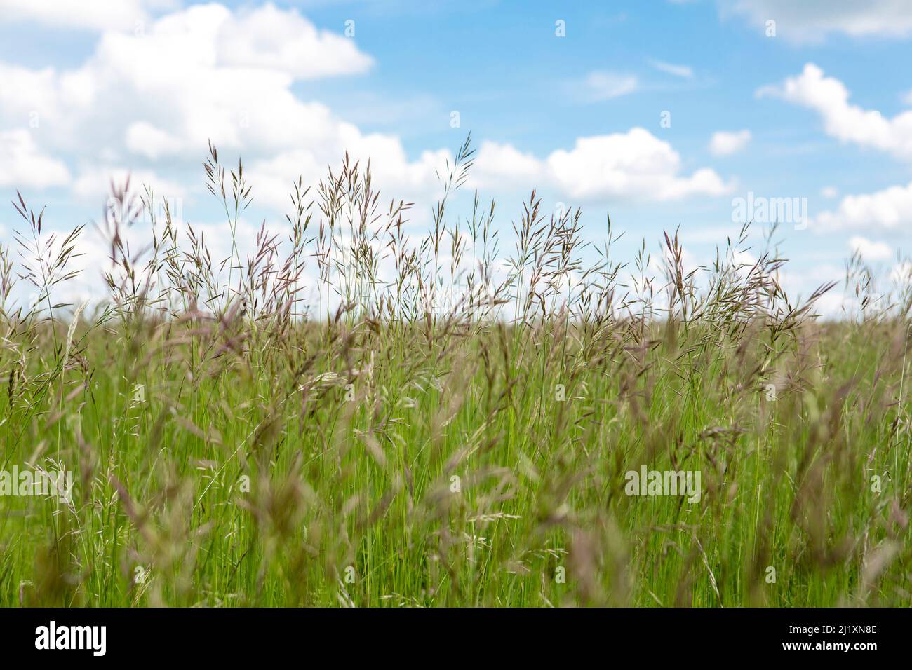 Longue herbe qui s'enchaîne pour aller aux vagues de semences dans la brise dans un champ rural avec le nuage clair et le ciel bleu. Banque D'Images