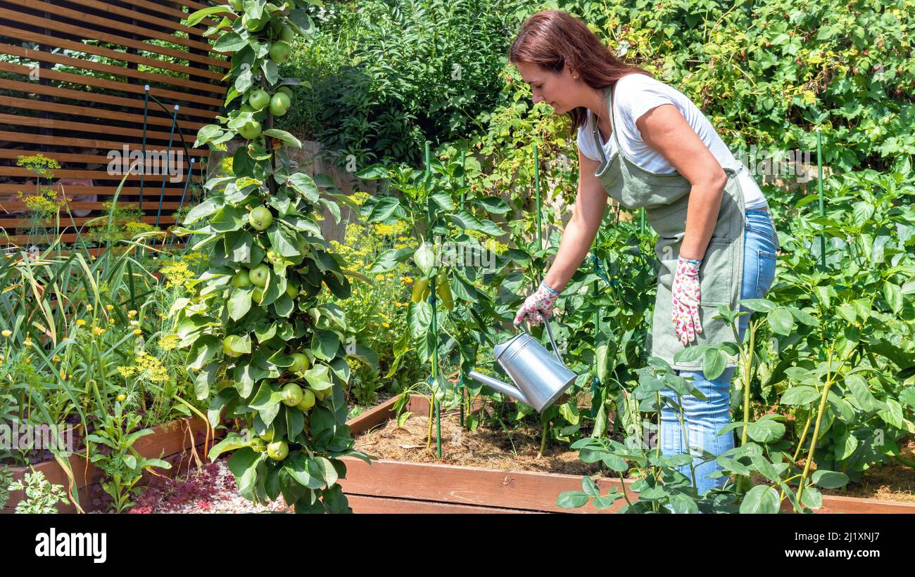 Femme jardinier arrosoir la récolte de poivrons avec un arrosoir en métal. Culture de légumes dans des lits surélevés faits de planches en bois. Un jardinier dans un Banque D'Images