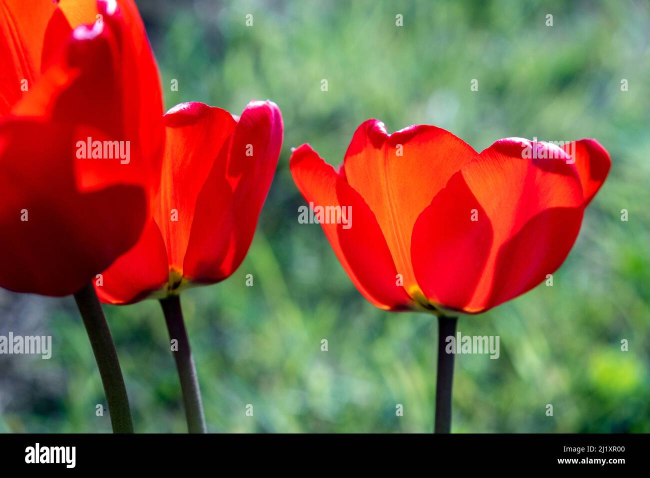 Tulipes poussant dans un jardin avec des ombres de pétales tombant sur d'autres pétales formés par la lumière du soleil rétro-éclairée. Banque D'Images