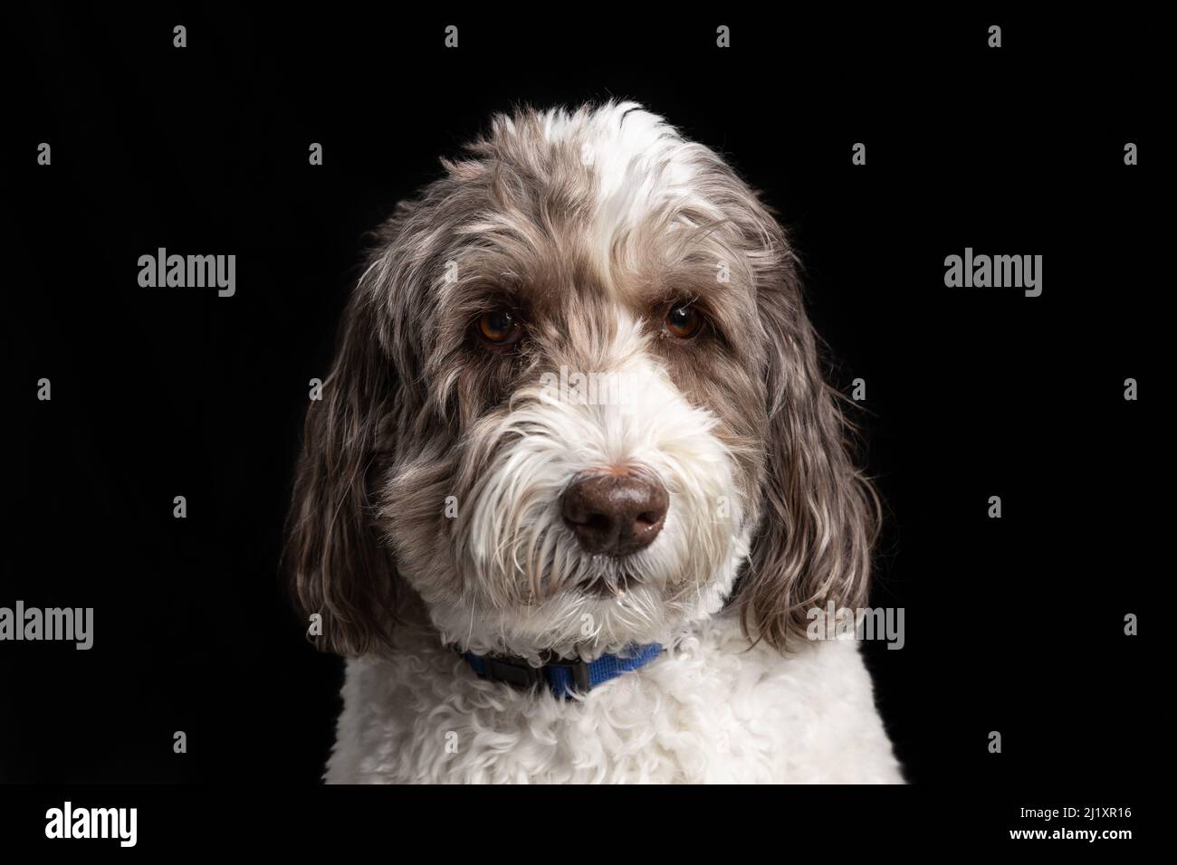 Studio photo d'une labradoodle marron et blanc avec un fond noir Uni. Banque D'Images
