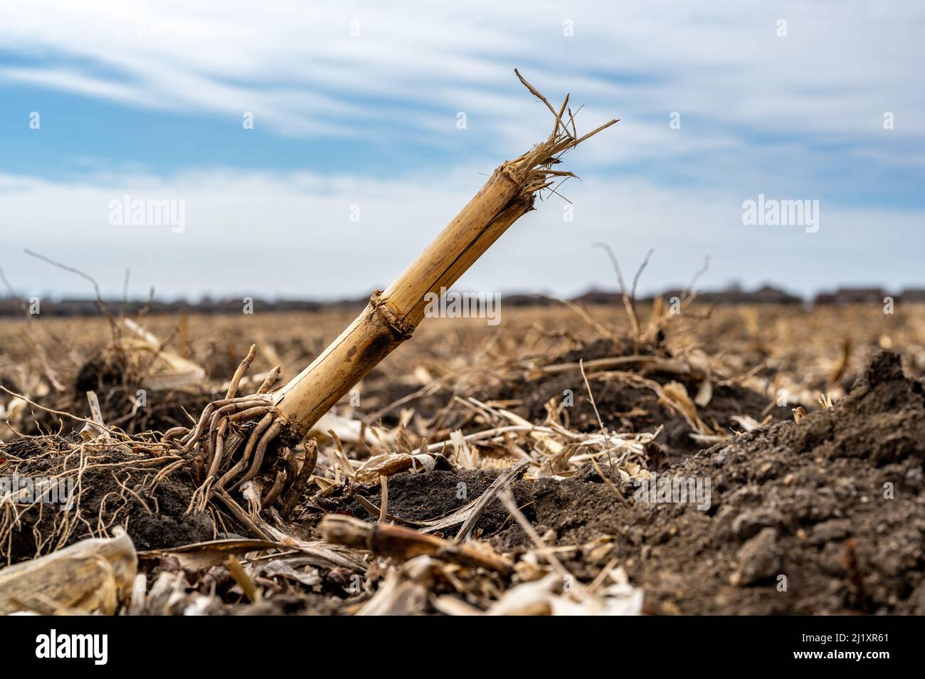 Champ de maïs après la récolte avec une surface striée sur un sol dépercé. Banque D'Images