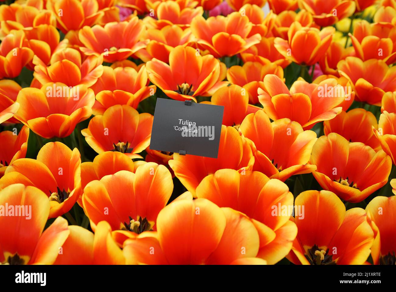 Fabuleux tulipe cultivé jaune et rouge appelé Confucius avec sa plaque-nom Banque D'Images