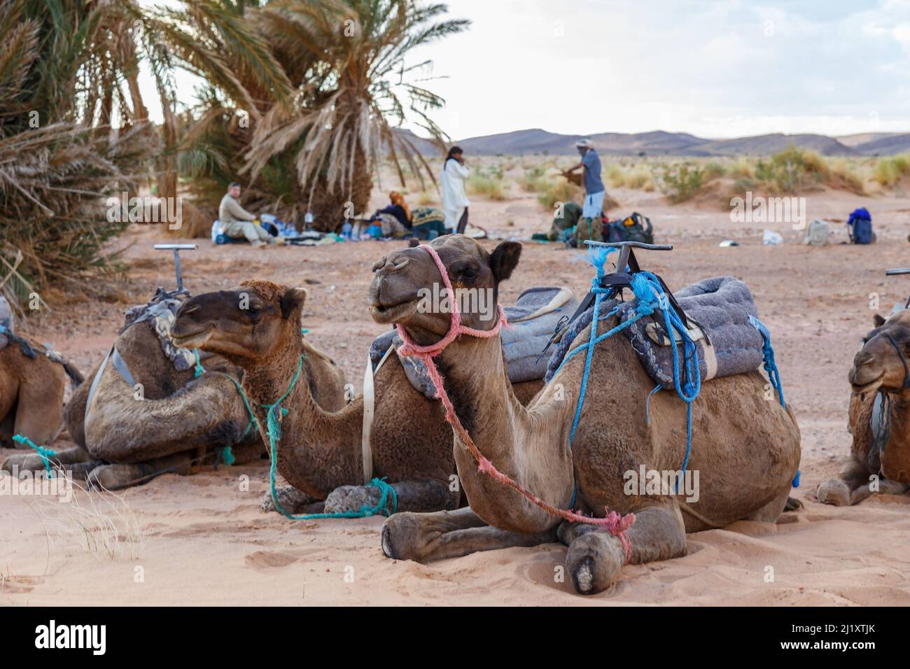 chameaux se trouvant sur le sable dans une oasis, désert du sahara Banque D'Images
