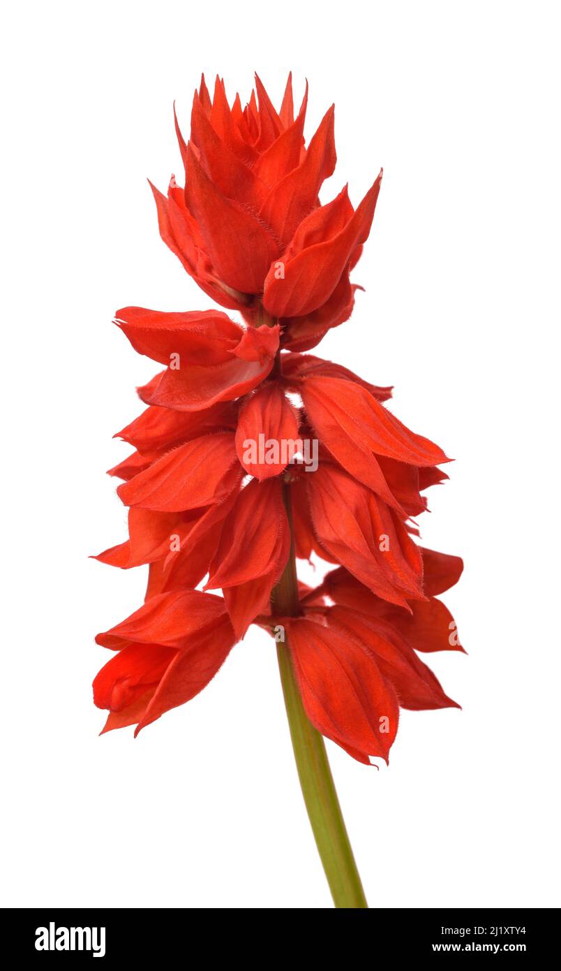 Salvia splendens flower isolated on white background Banque D'Images Salvia splendens flower isolated on white background Banque D'Images