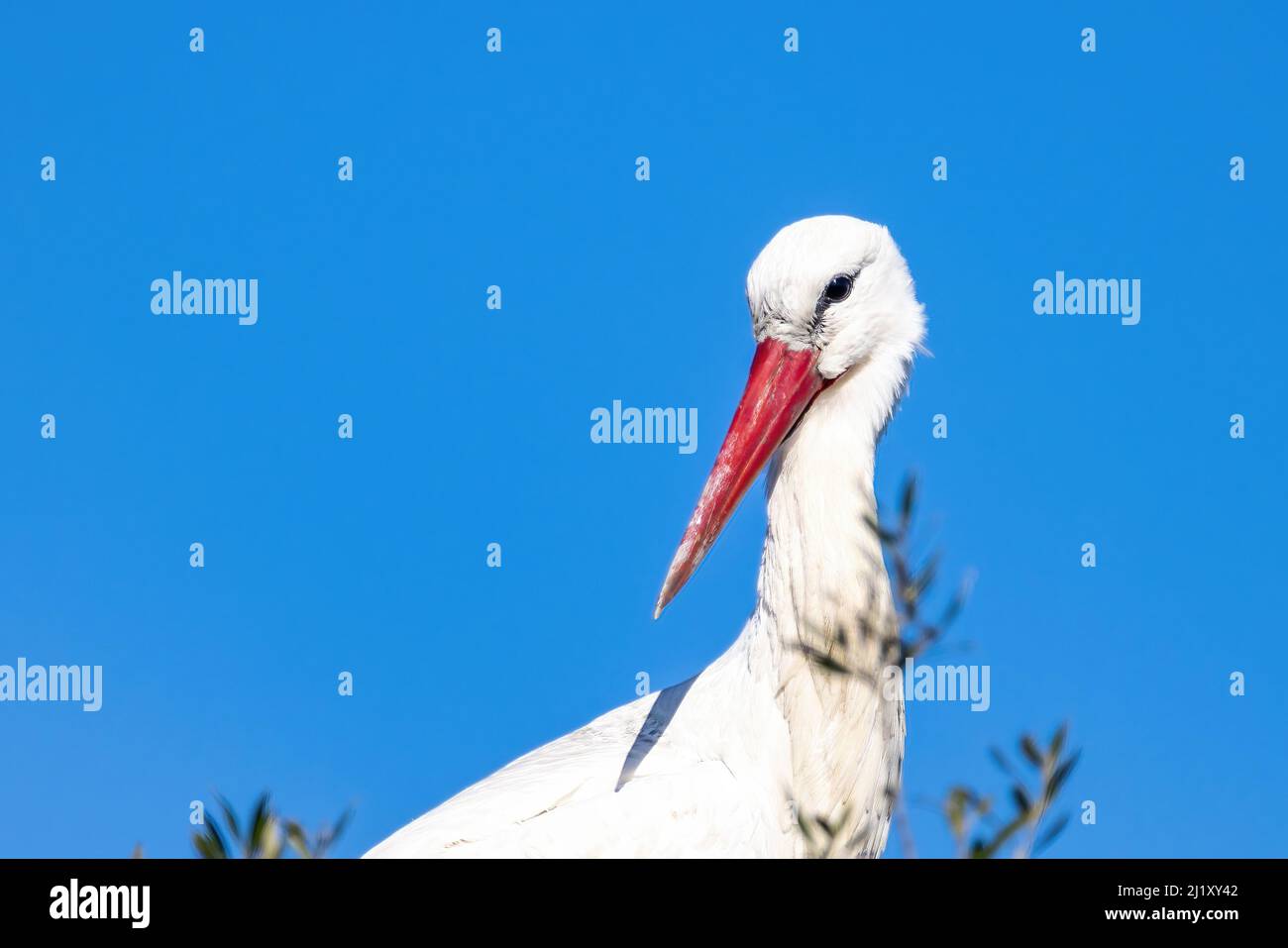 Ciconie blanche, Ciconia ciconia, dans le nid Banque D'Images