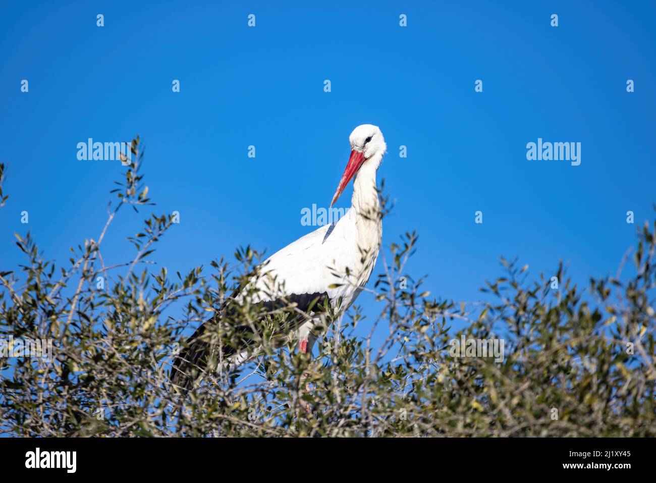 Ciconie blanche, Ciconia ciconia, dans le nid Banque D'Images