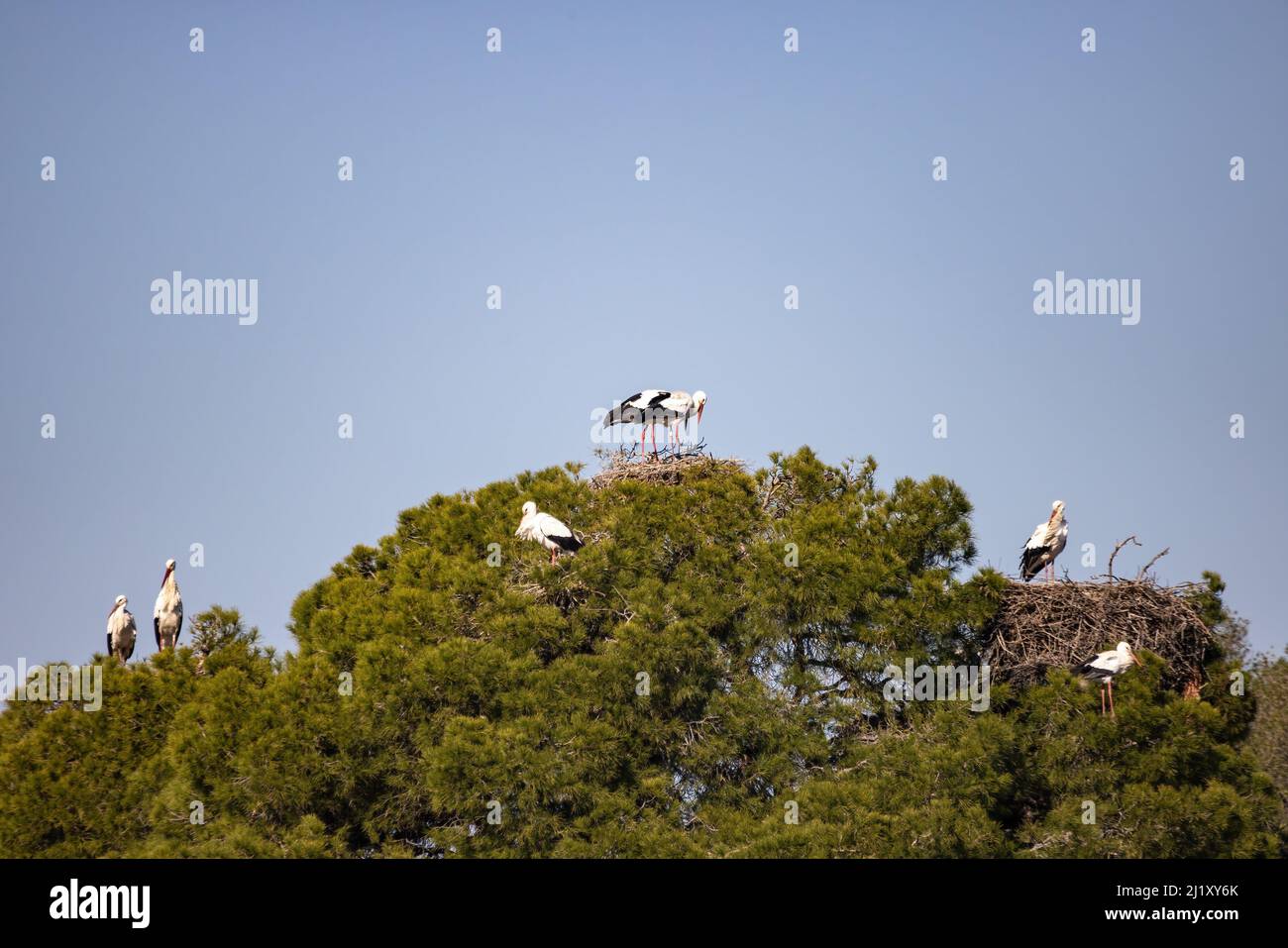 Une colonie de cigogne blanche, Ciconia ciconia, dans le nid, dans un pin méditerranéen. La mise au point est dans le couple supérieur Banque D'Images