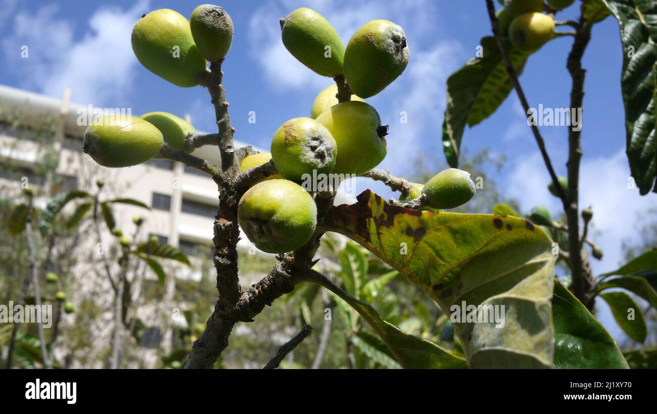 Fiscus figue arbre fruit Banque D'Images