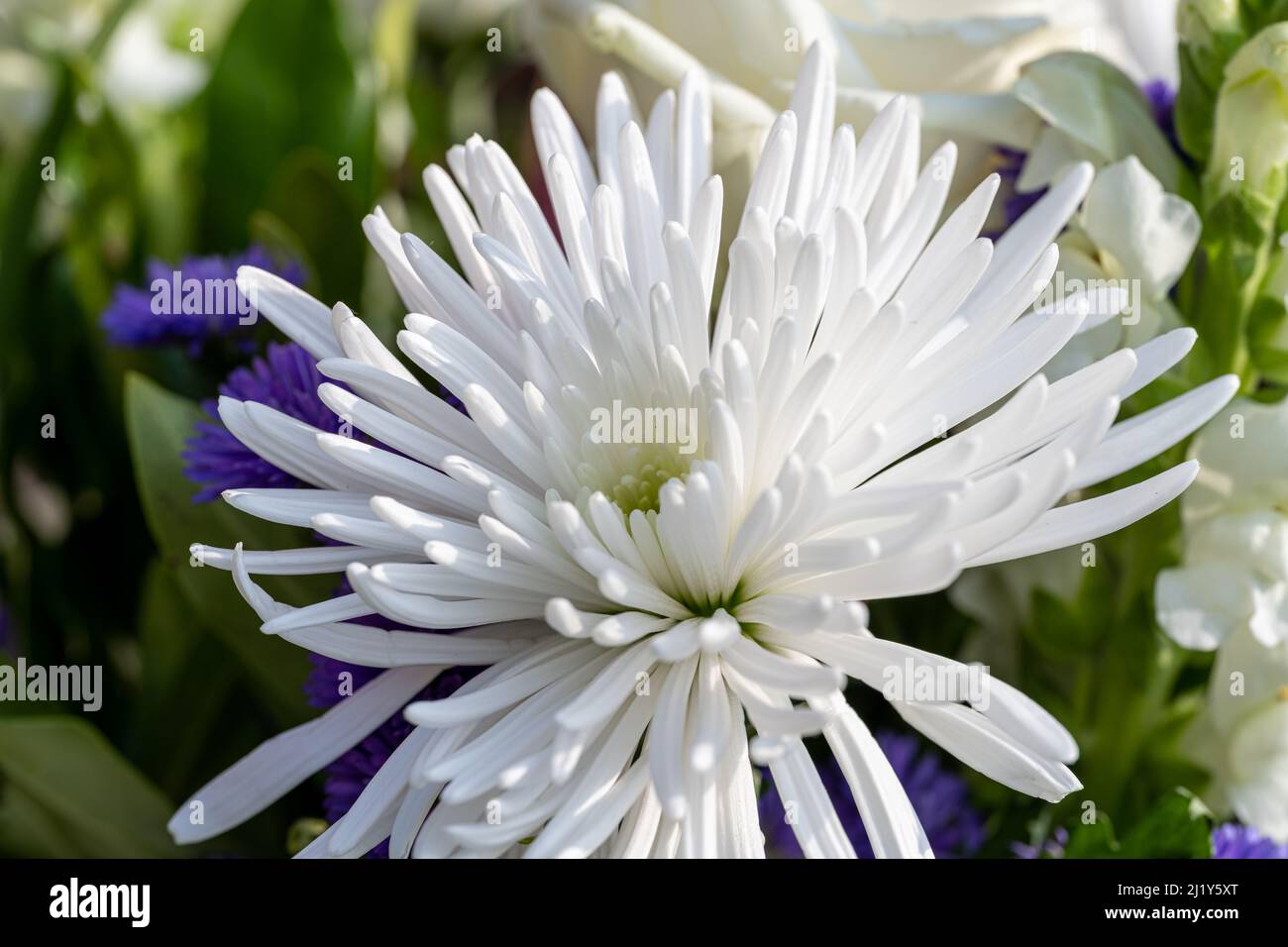 L'Aster blanc fleurit avec une faible profondeur de champ. Banque D'Images