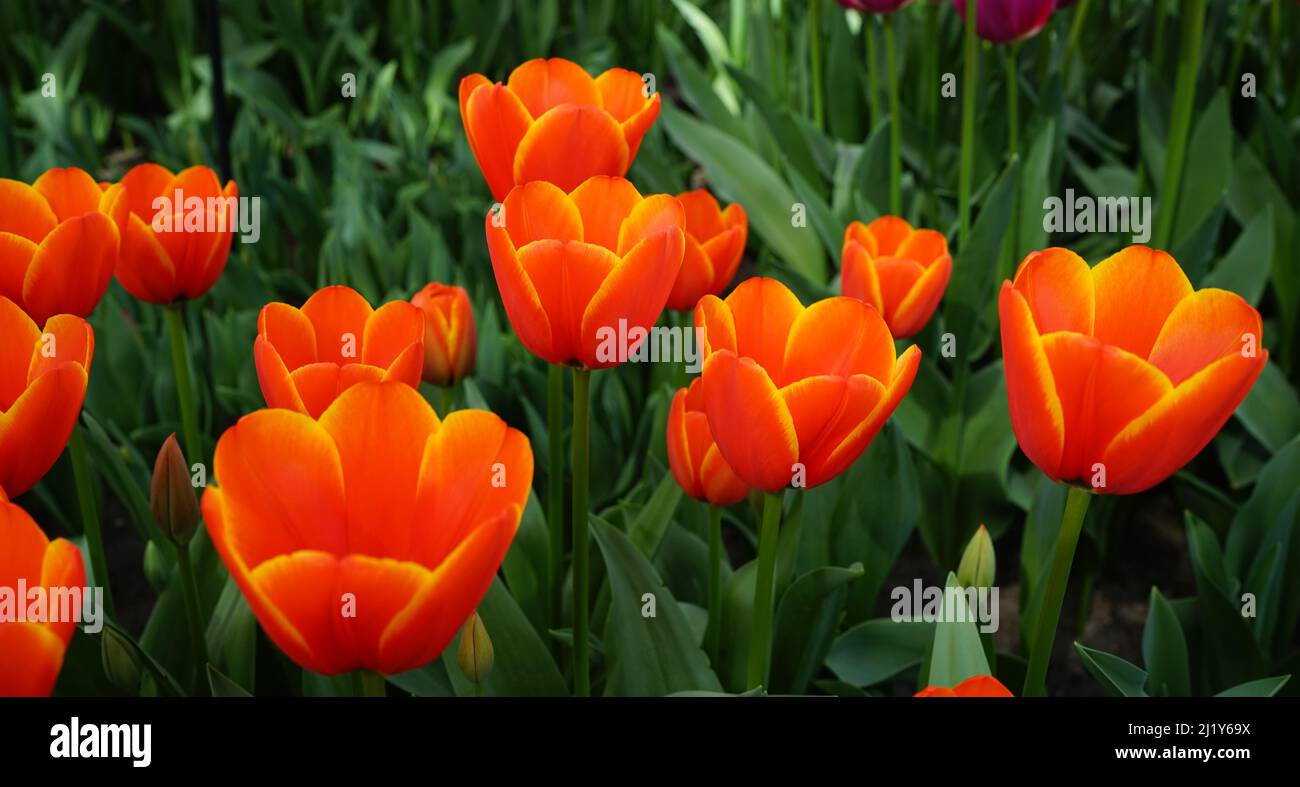 Magnifique tulipe hybride Darwin orange-rouge avec un rebord jaune appelé « le favori du monde » Banque D'Images