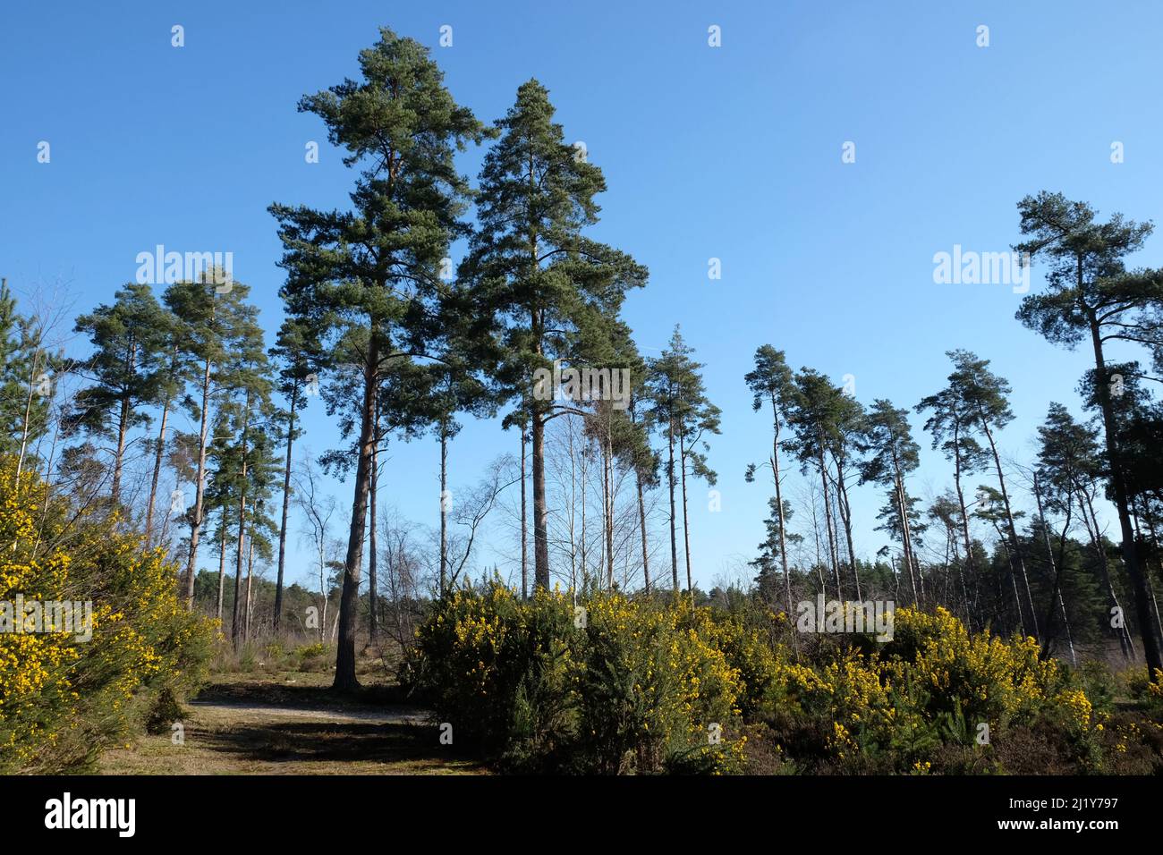 Gorse commune qui pousse sur la lande dans le sud de l'Angleterre. Banque D'Images