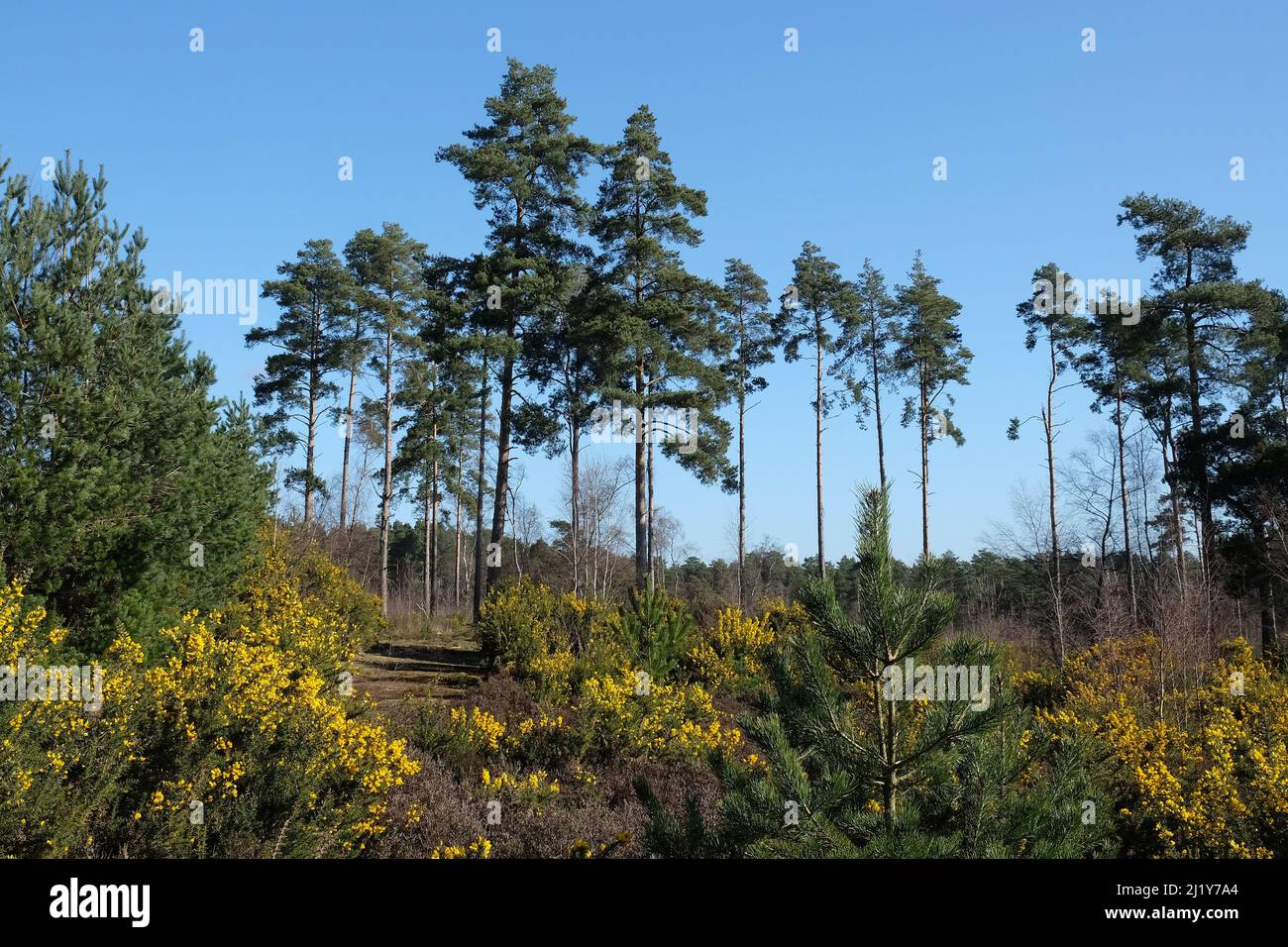 Gorse commune qui pousse sur la lande dans le sud de l'Angleterre. Banque D'Images