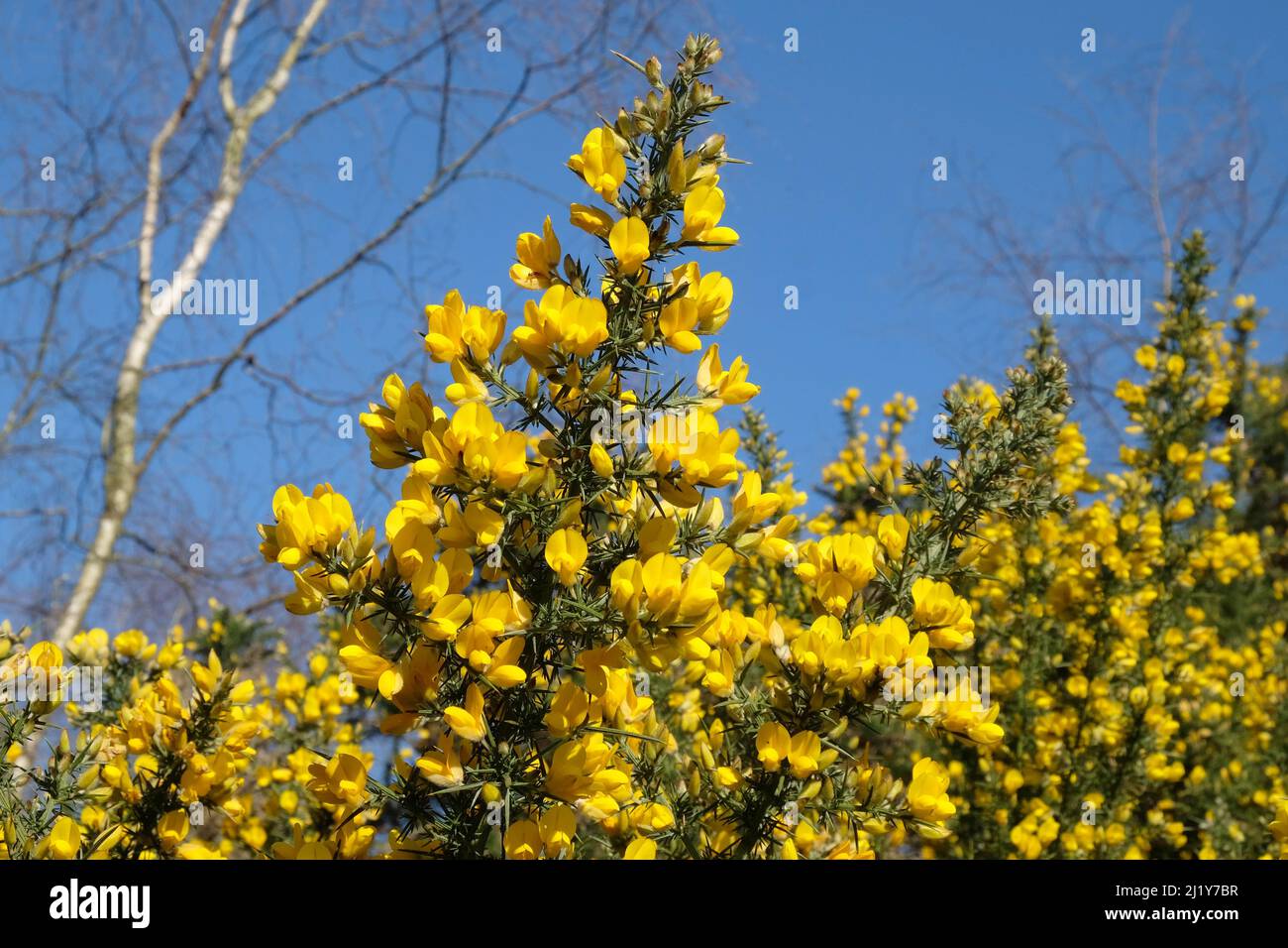 Gorse commune qui pousse sur la lande dans le sud de l'Angleterre. Banque D'Images