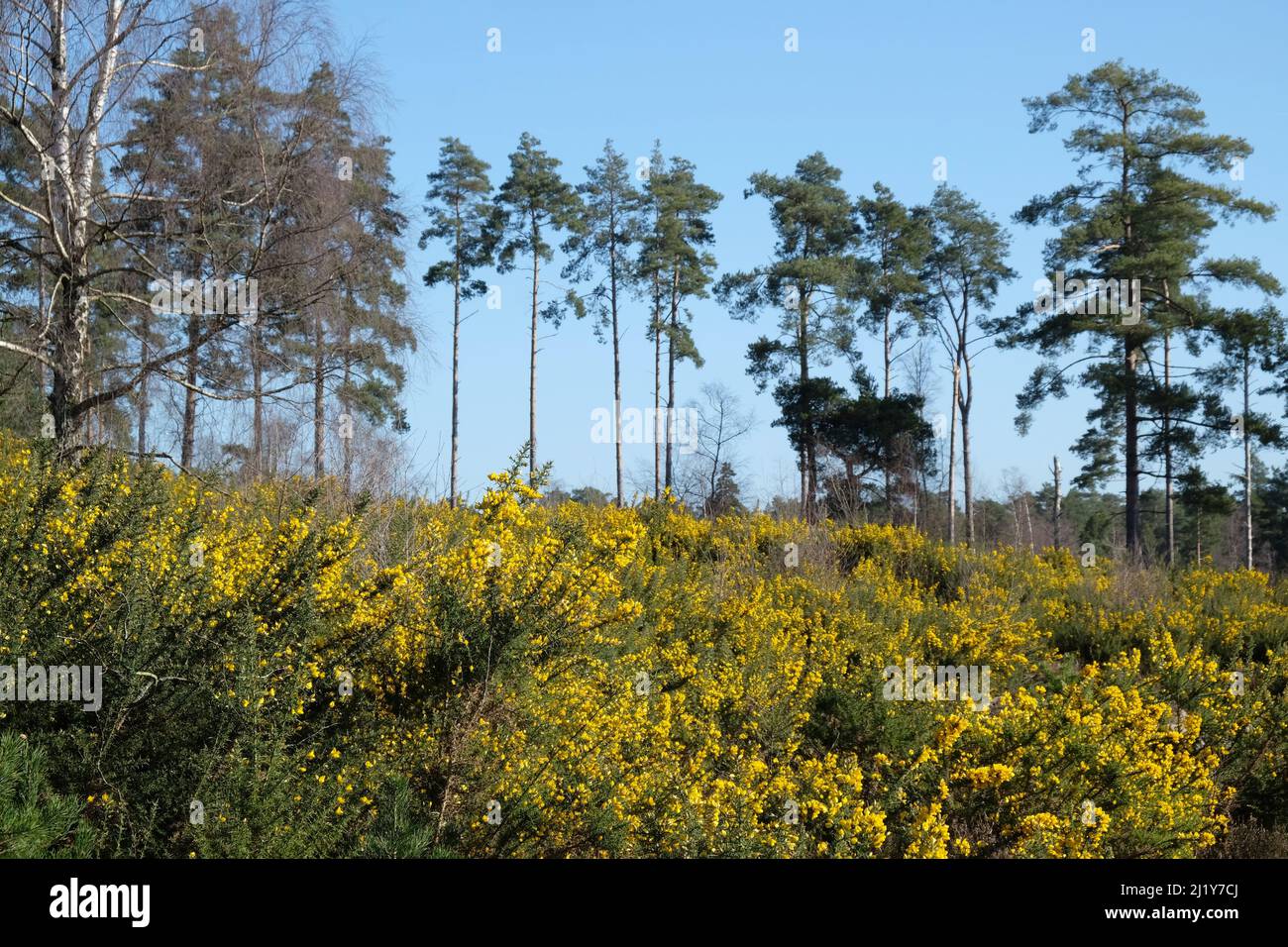 Gorse commune qui pousse sur la lande dans le sud de l'Angleterre. Banque D'Images