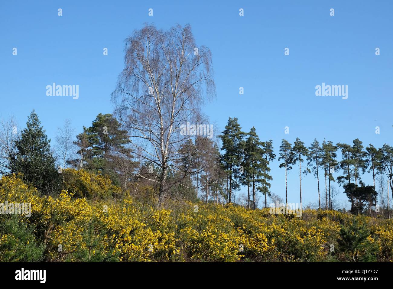 Gorse commune qui pousse sur la lande dans le sud de l'Angleterre. Banque D'Images