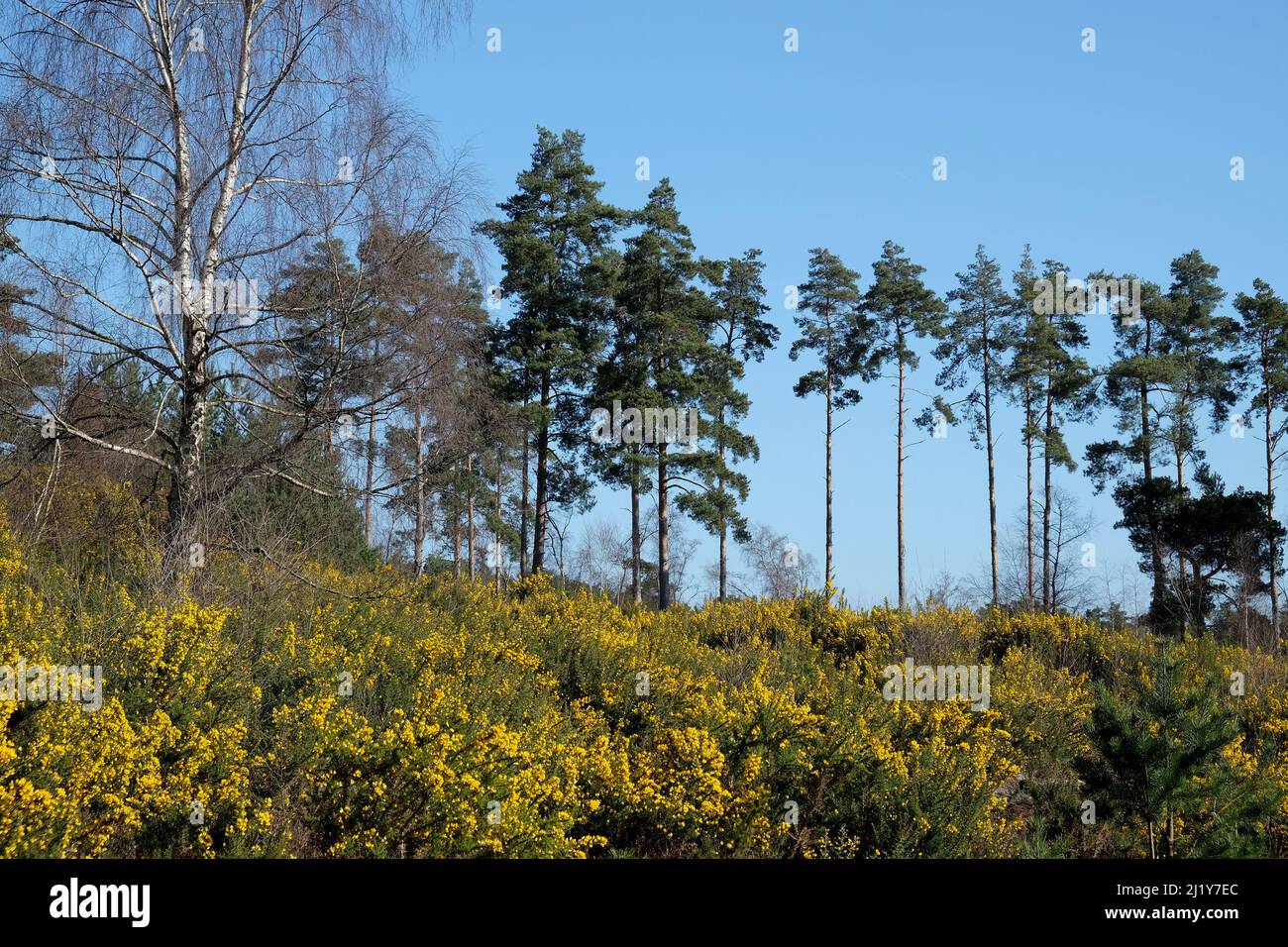 Gorse commune qui pousse sur la lande dans le sud de l'Angleterre. Banque D'Images