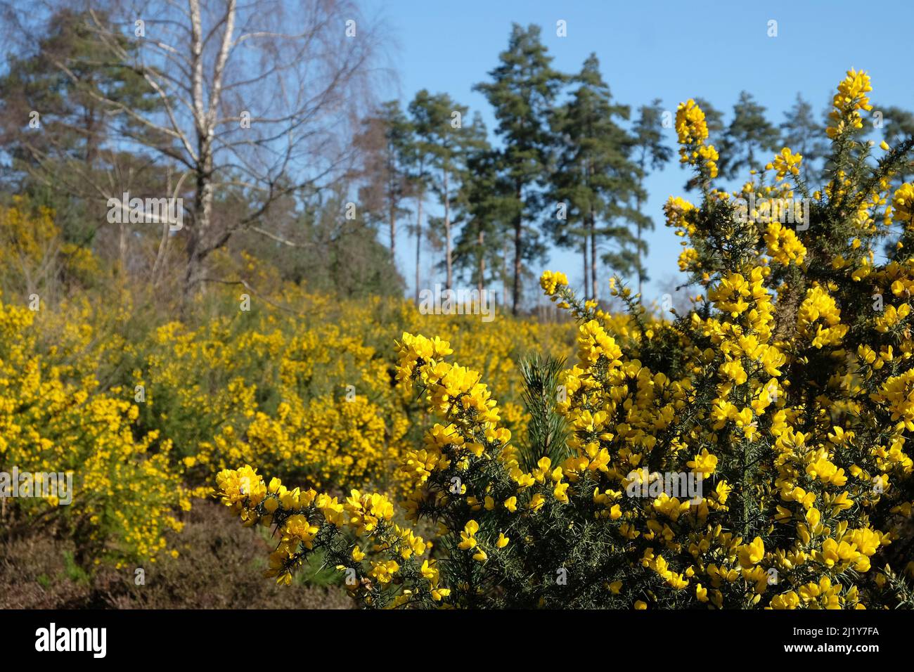 Gorse commune qui pousse sur la lande dans le sud de l'Angleterre. Banque D'Images