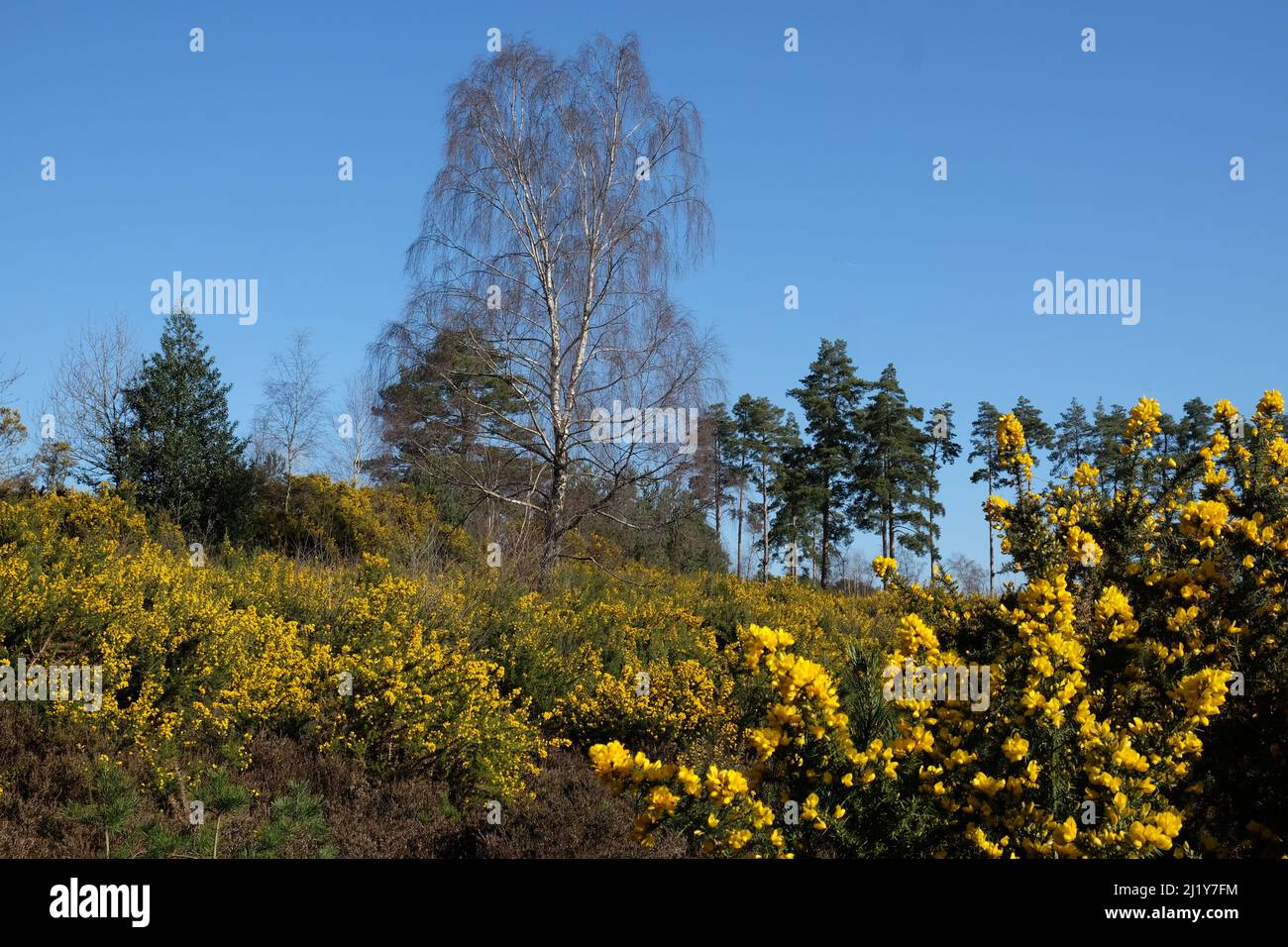 Gorse commune qui pousse sur la lande dans le sud de l'Angleterre. Banque D'Images