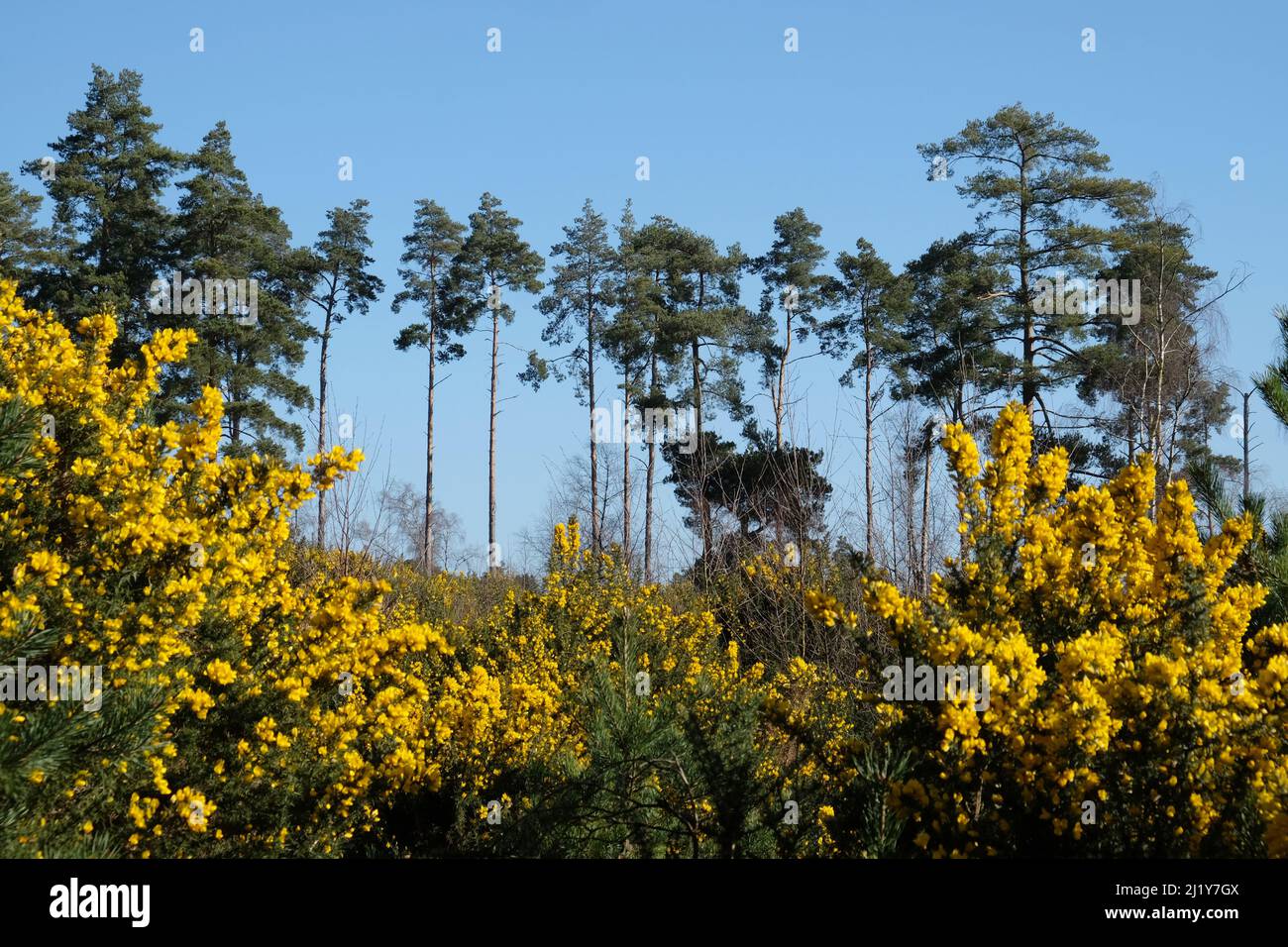 Gorse commune qui pousse sur la lande dans le sud de l'Angleterre. Banque D'Images