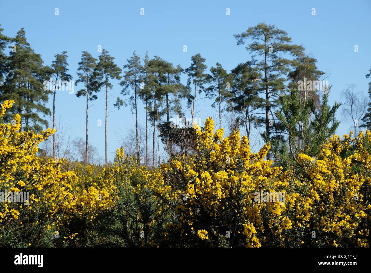 Gorse commune qui pousse sur la lande dans le sud de l'Angleterre. Banque D'Images
