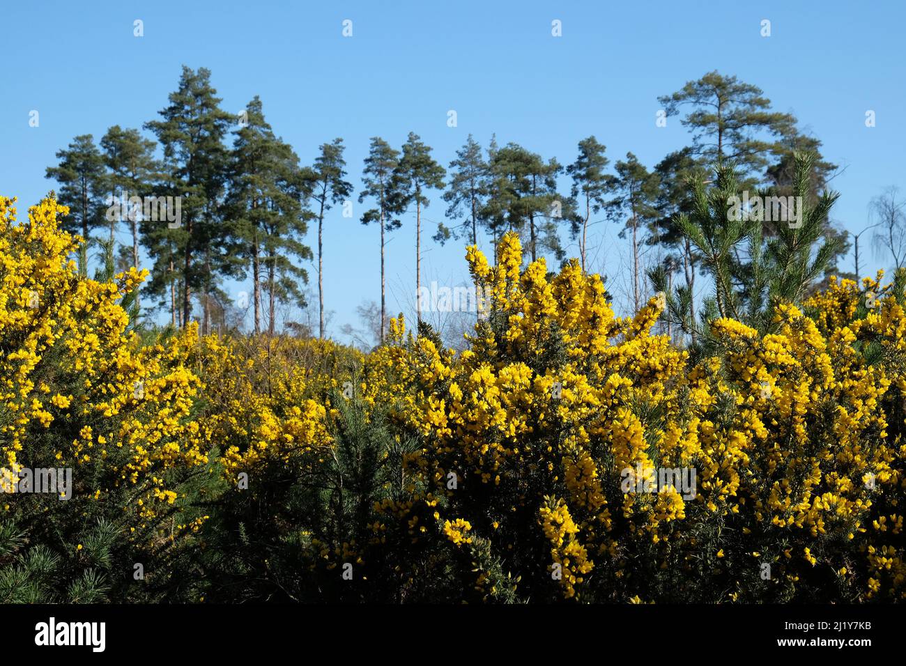 Gorse commune qui pousse sur la lande dans le sud de l'Angleterre. Banque D'Images