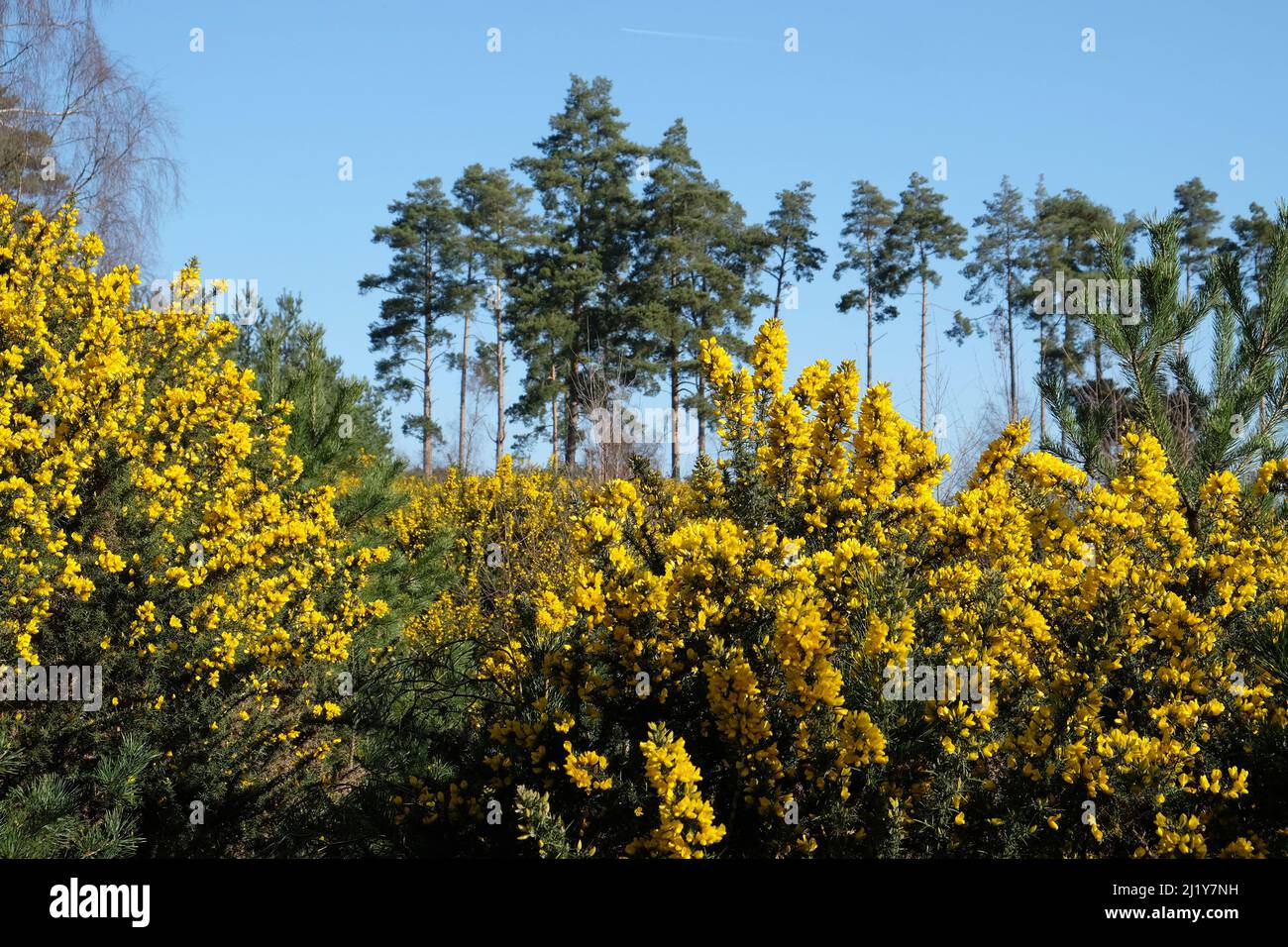 Gorse commune qui pousse sur la lande dans le sud de l'Angleterre. Banque D'Images
