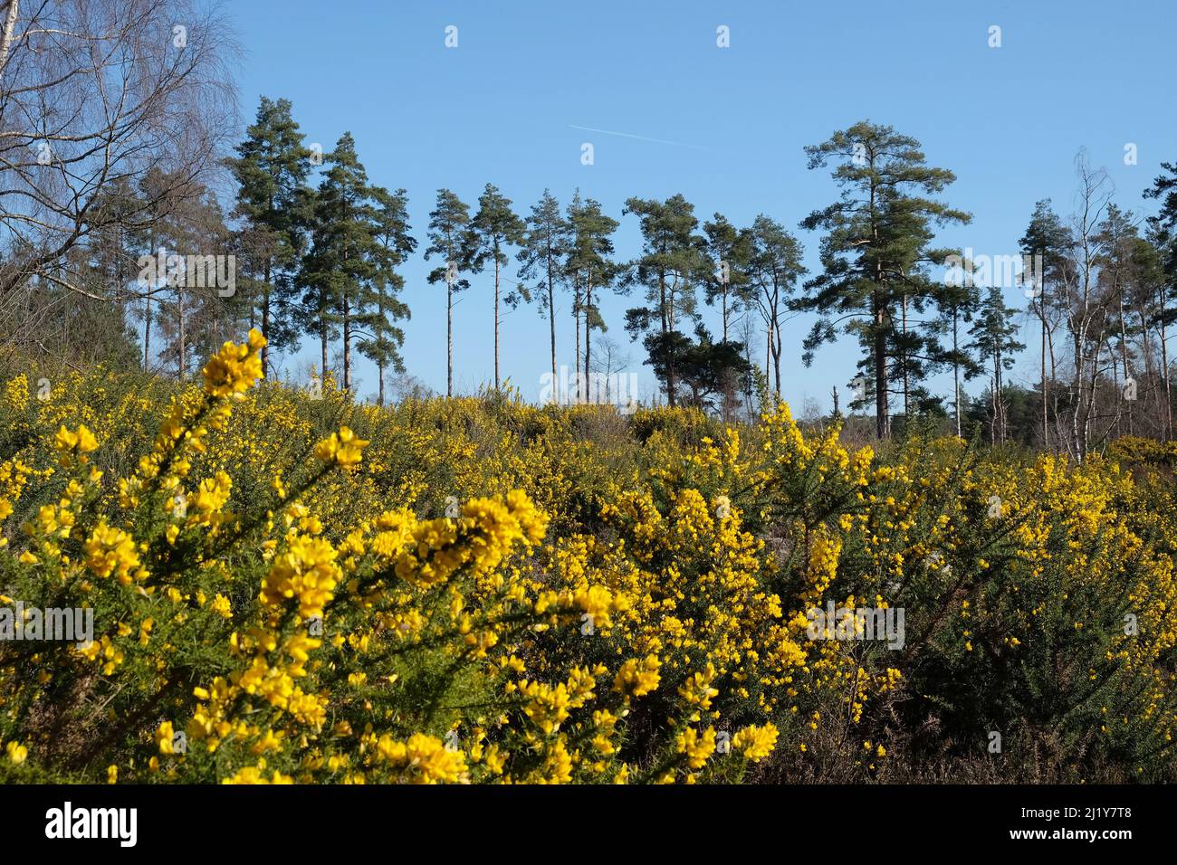 Gorse commune qui pousse sur la lande dans le sud de l'Angleterre. Banque D'Images