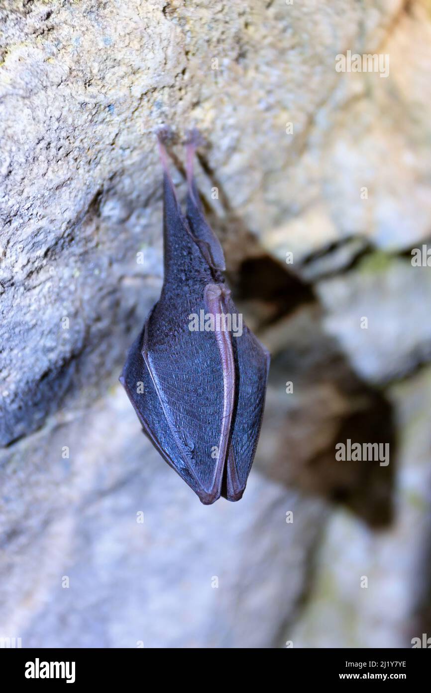 Chauve-souris plus grande (Rhinolophus ferrumequinum), animal dans une grotte pendant l'hibernation en hiver Banque D'Images