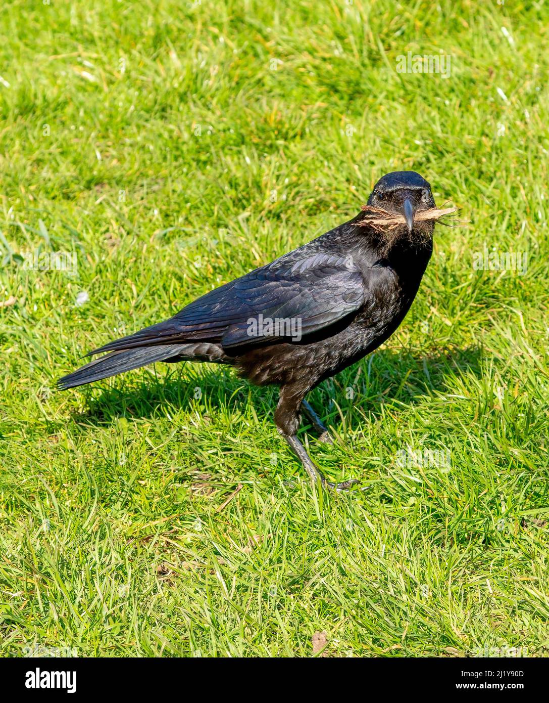 Corvus ramasser des trucs dans la bouche, Édimbourg, Écosse, Royaume-Uni Banque D'Images