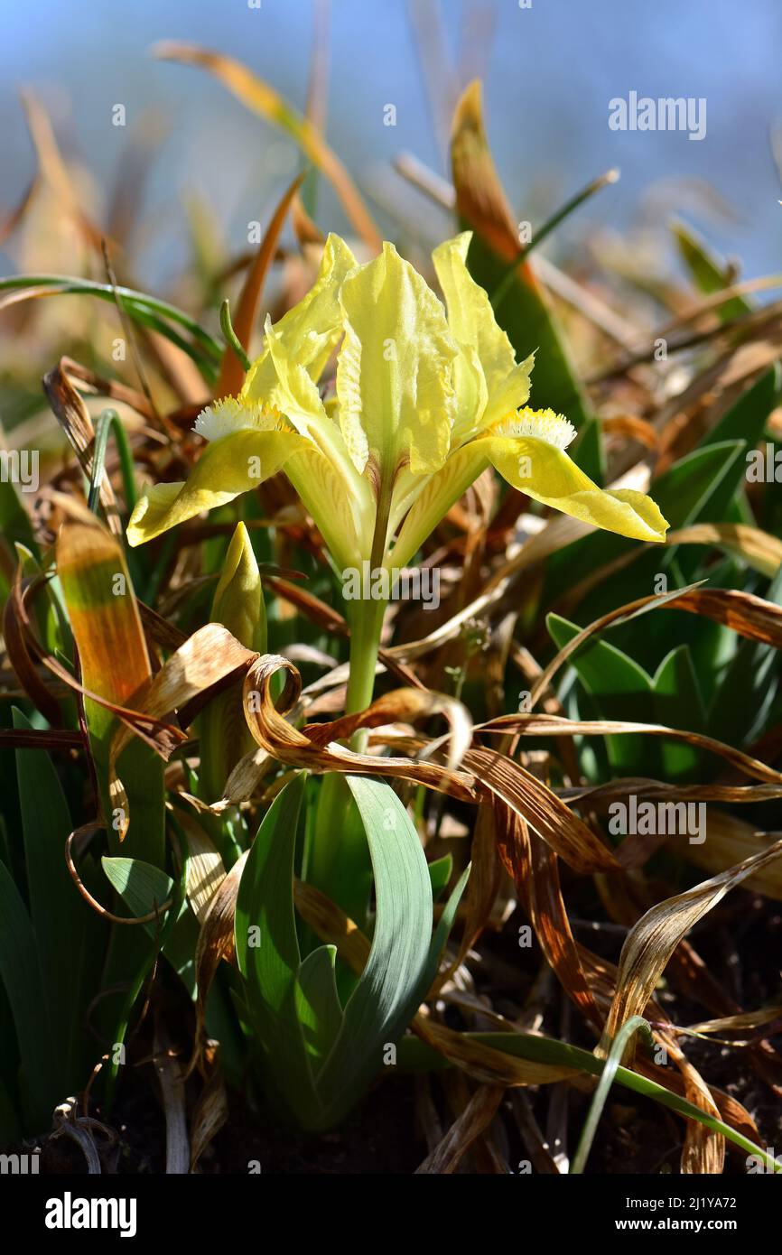 Iris pygmée, iris nain, Zwerg-Schwertlilie, Iris nain, Iris pumila, apró nőszirom, Hongrie, Magyarország, Europe Banque D'Images