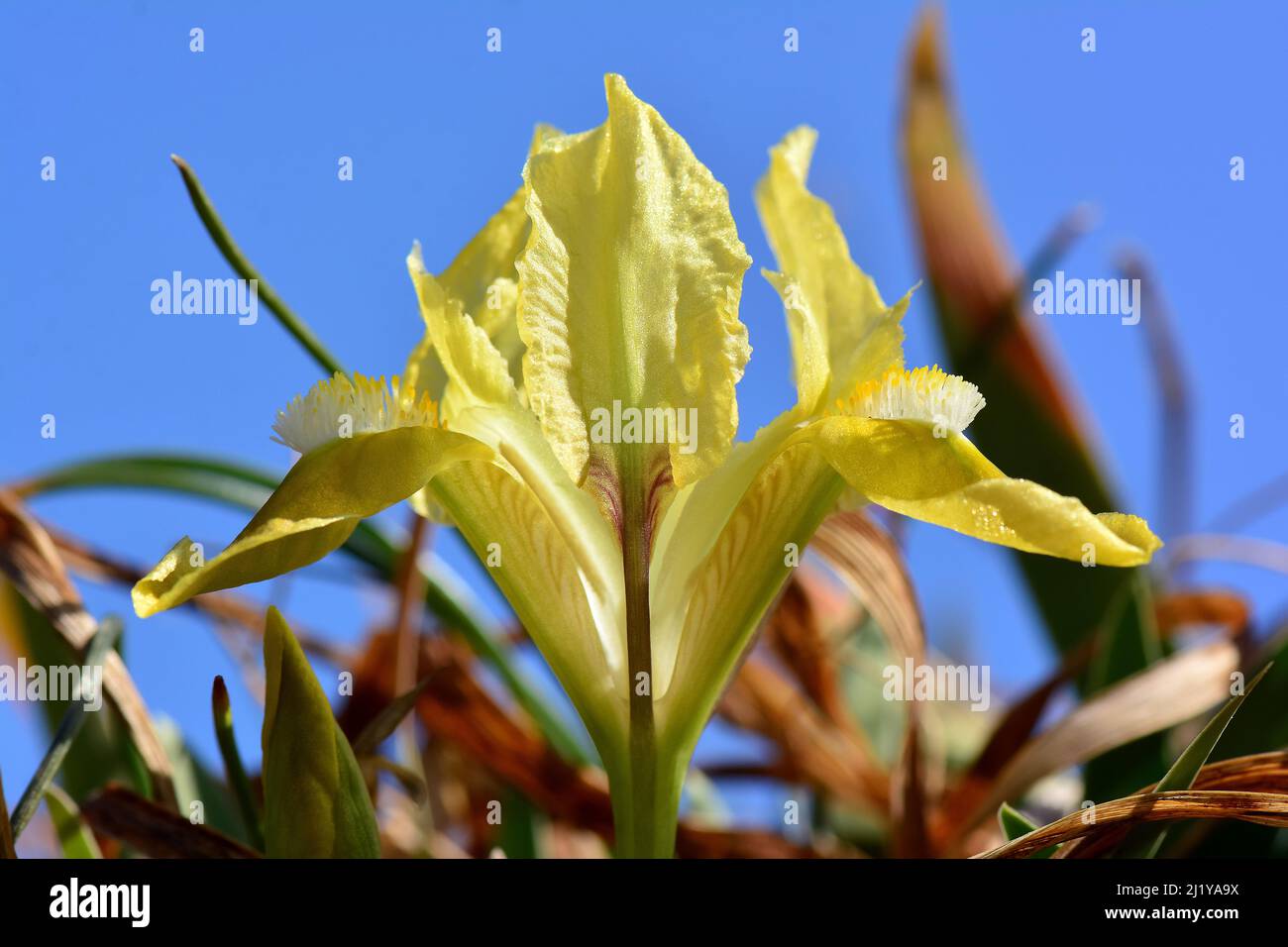 Iris pygmée, iris nain, Zwerg-Schwertlilie, Iris nain, Iris pumila, apró nőszirom, Hongrie, Magyarország, Europe Banque D'Images