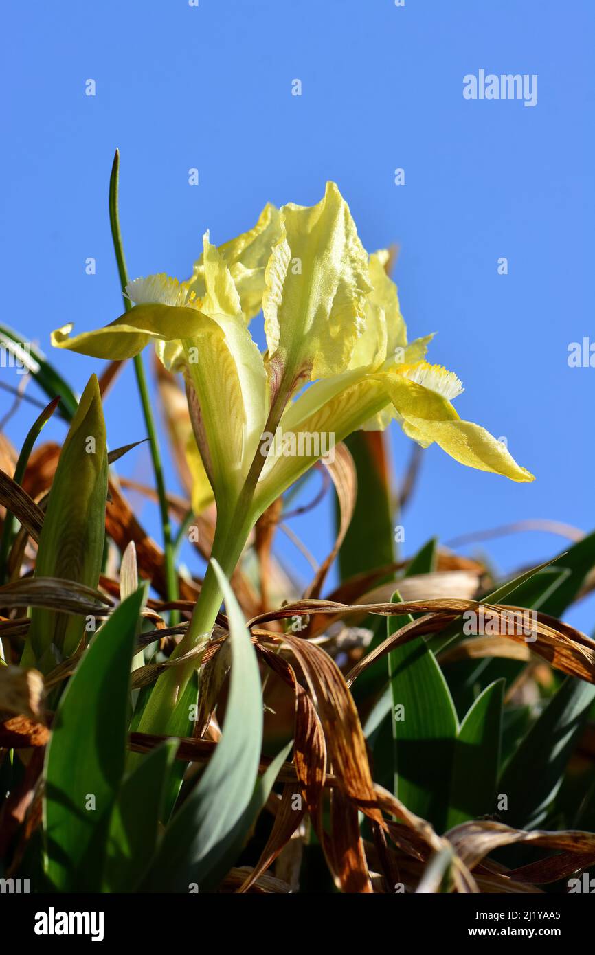 Iris pygmée, iris nain, Zwerg-Schwertlilie, Iris nain, Iris pumila, apró nőszirom, Hongrie, Magyarország, Europe Banque D'Images