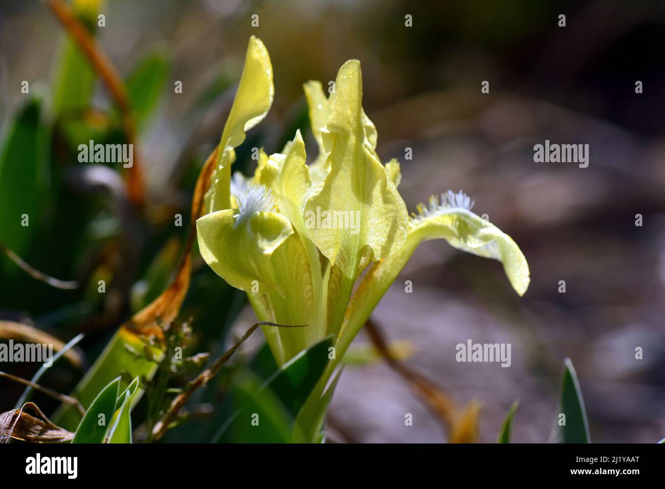 Iris pygmée, iris nain, Zwerg-Schwertlilie, Iris nain, Iris pumila, apró nőszirom, Hongrie, Magyarország, Europe Banque D'Images