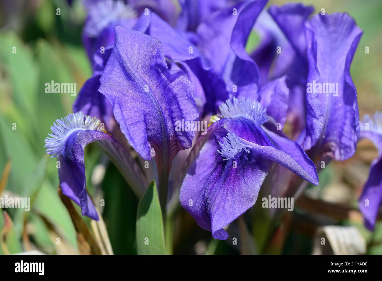 Iris pygmée, iris nain, Zwerg-Schwertlilie, Iris nain, Iris pumila, apró nőszirom, Hongrie, Magyarország, Europe Banque D'Images