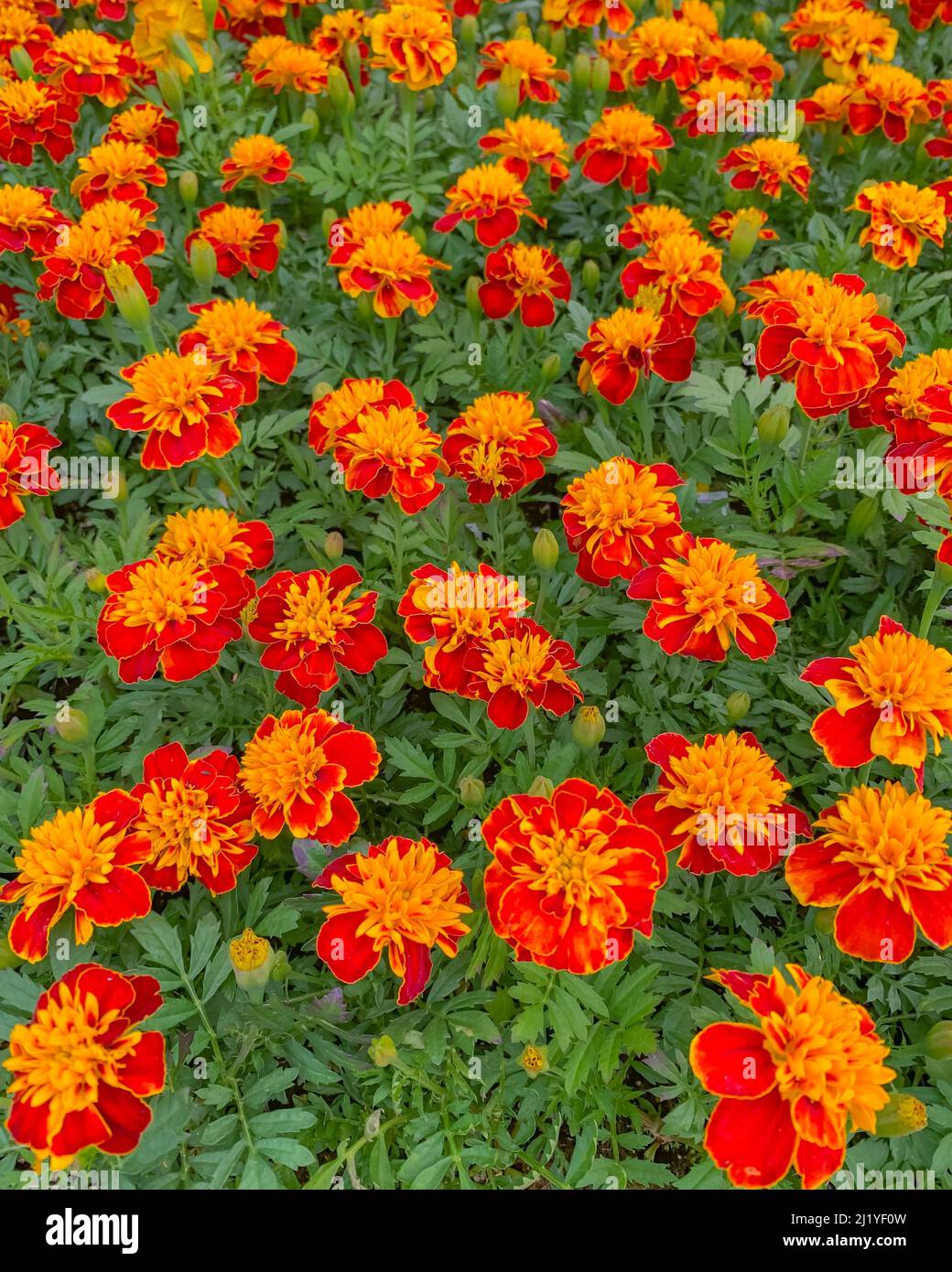 Fleurs du Marigold français (Dwarf), vue rapprochée d'une belle fleur, famille de pâquerettes Banque D'Images