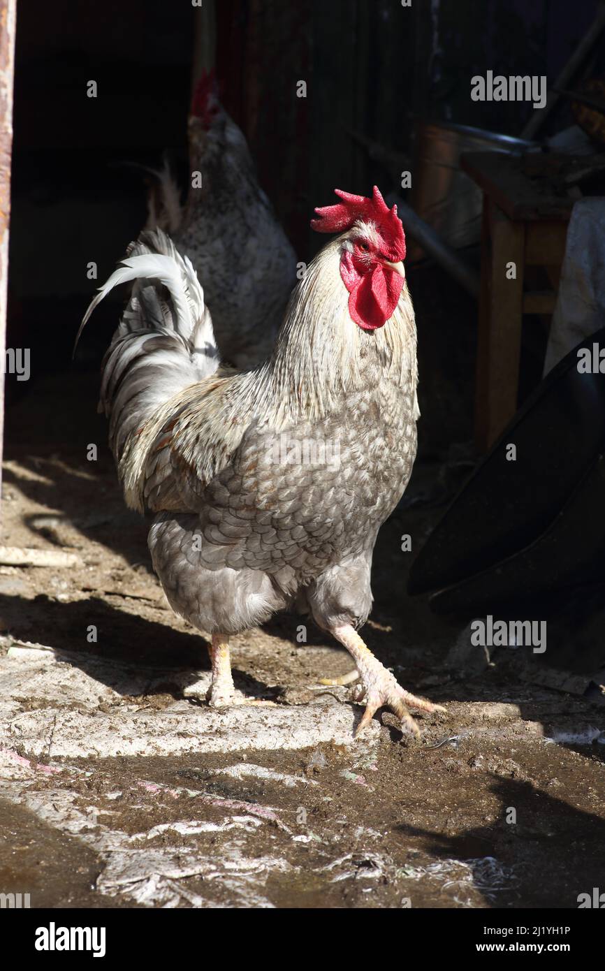 concept d'agriculture - rooster marchant sur la cour de volaille Banque D'Images