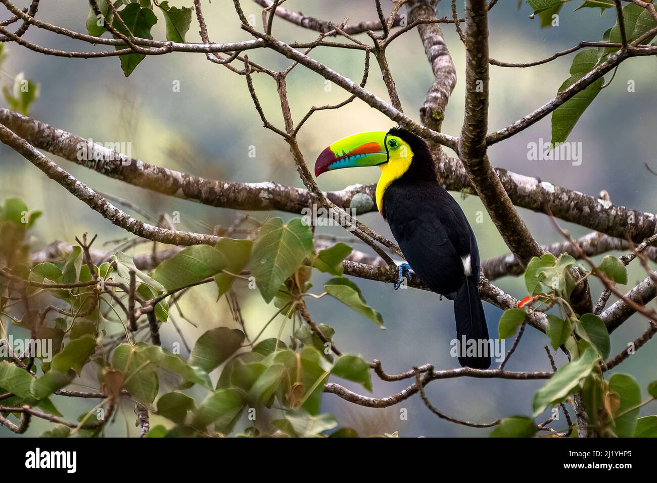 Keel-billed toucan (Ramphastos sulfuratus), également connu sous le nom de soufre ou toucan toucan à arc-en-ciel Banque D'Images