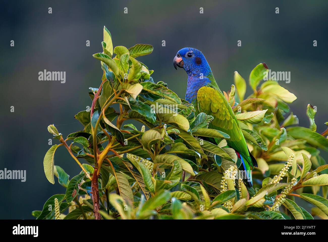 Magnifique perroquet à tête verte perché au sommet d'un arbre Banque D'Images