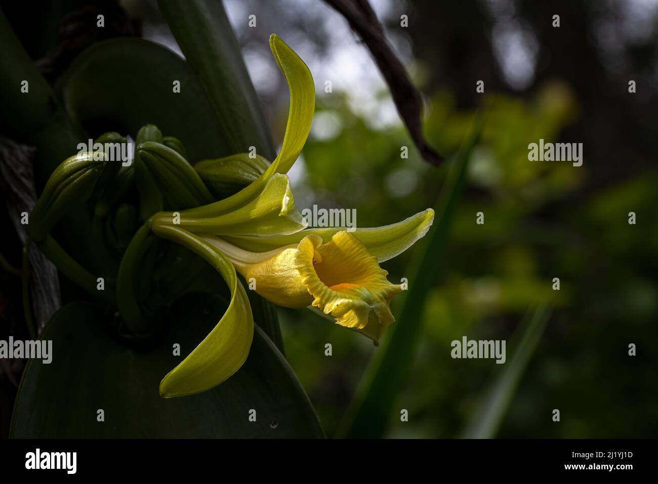 Fleur d'orchidée vanille jaune Banque D'Images