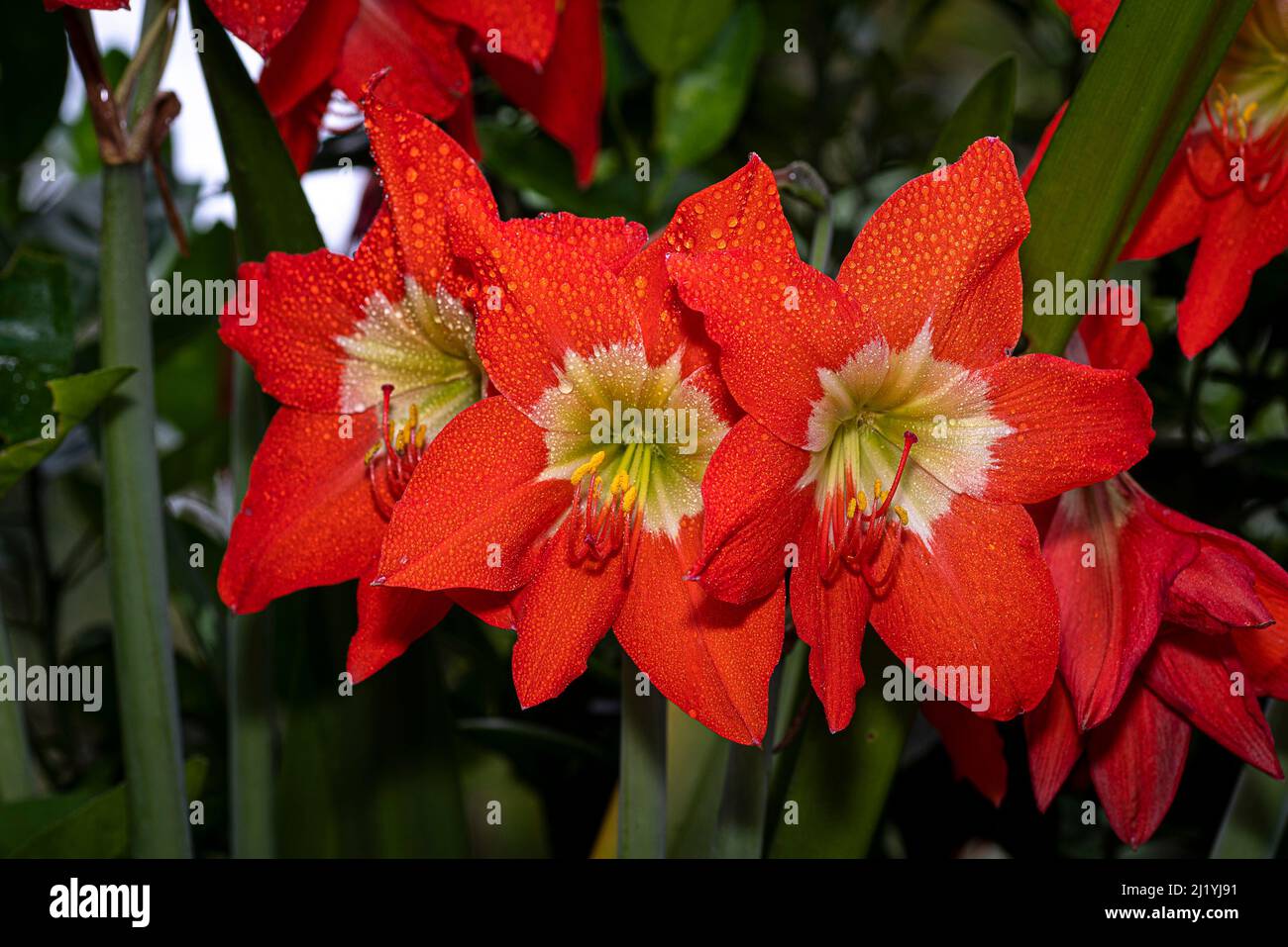 Trio de fleurs de nénuphars rouges avec gouttes de pluie Banque D'Images