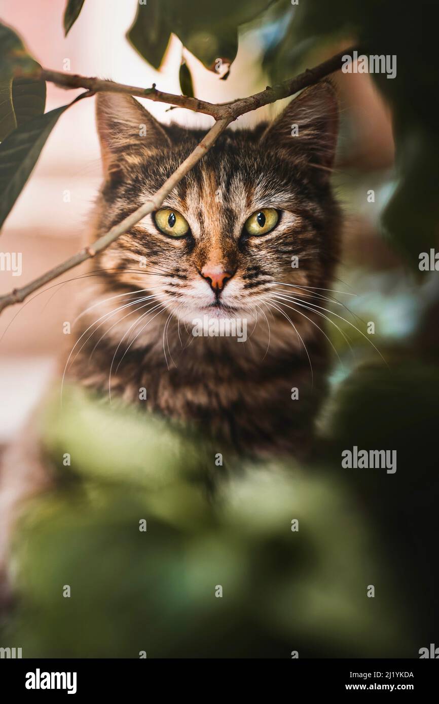 Un chat regardant à travers les branches dans la caméra Banque D'Images