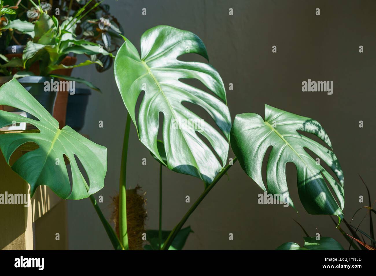 Beaucoup de plantes monstères variété delicas ou fromage suisse sur fond clair. Intérieur de la jungle domestique élégant et minimaliste. Maison jardin vert dans des pots au soleil Banque D'Images
