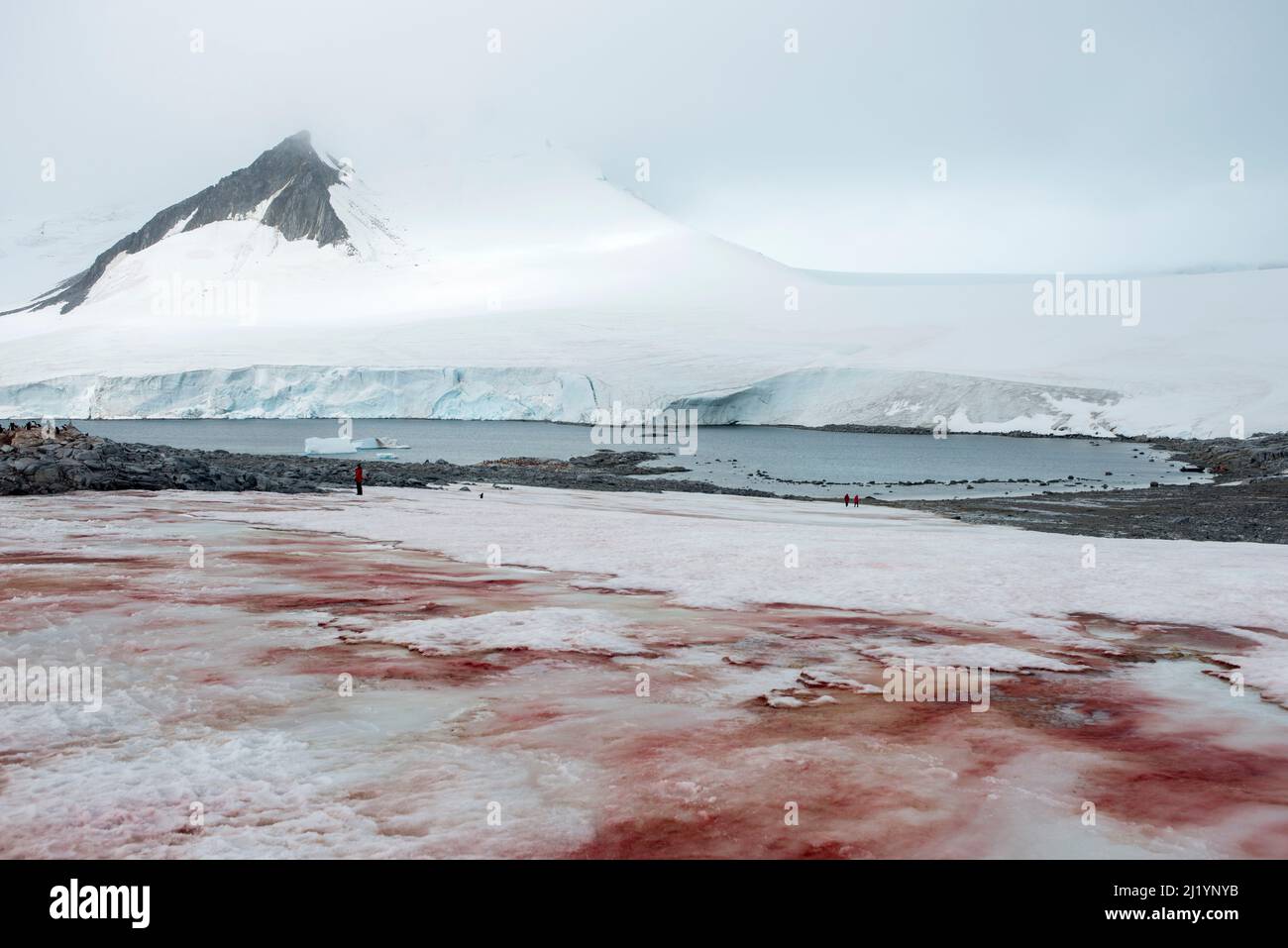 La neige rouge et la glace à Damiy point Antarctique causées par les algues Chlamydomonas nivalis sont un signe possible de changement climatique Banque D'Images