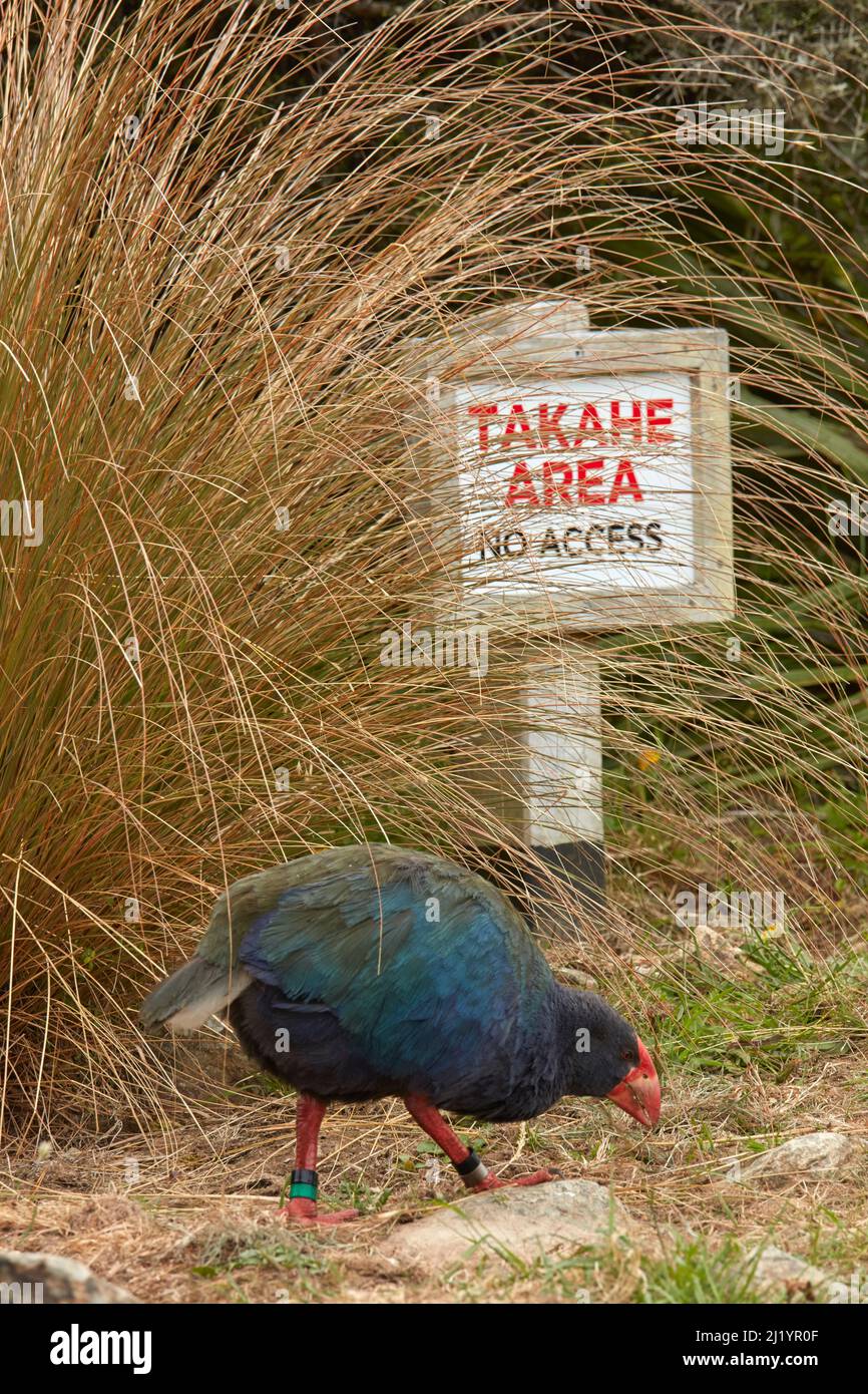 Takahe (Porphyrio hochstetteri), Orokanui Ecosanctugue, près de Dunedin, Île du Sud, Nouvelle-Zélande Banque D'Images